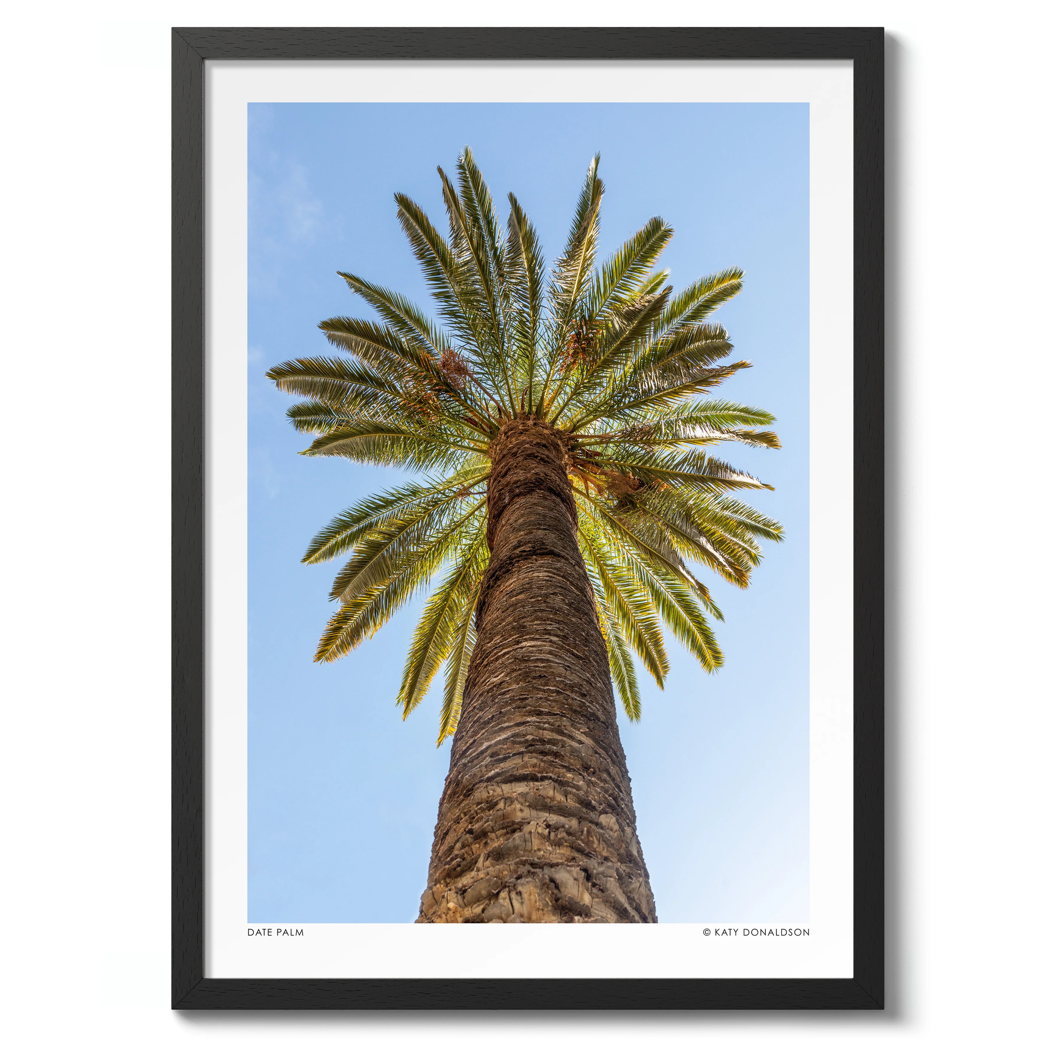 Date Palm - Image 2