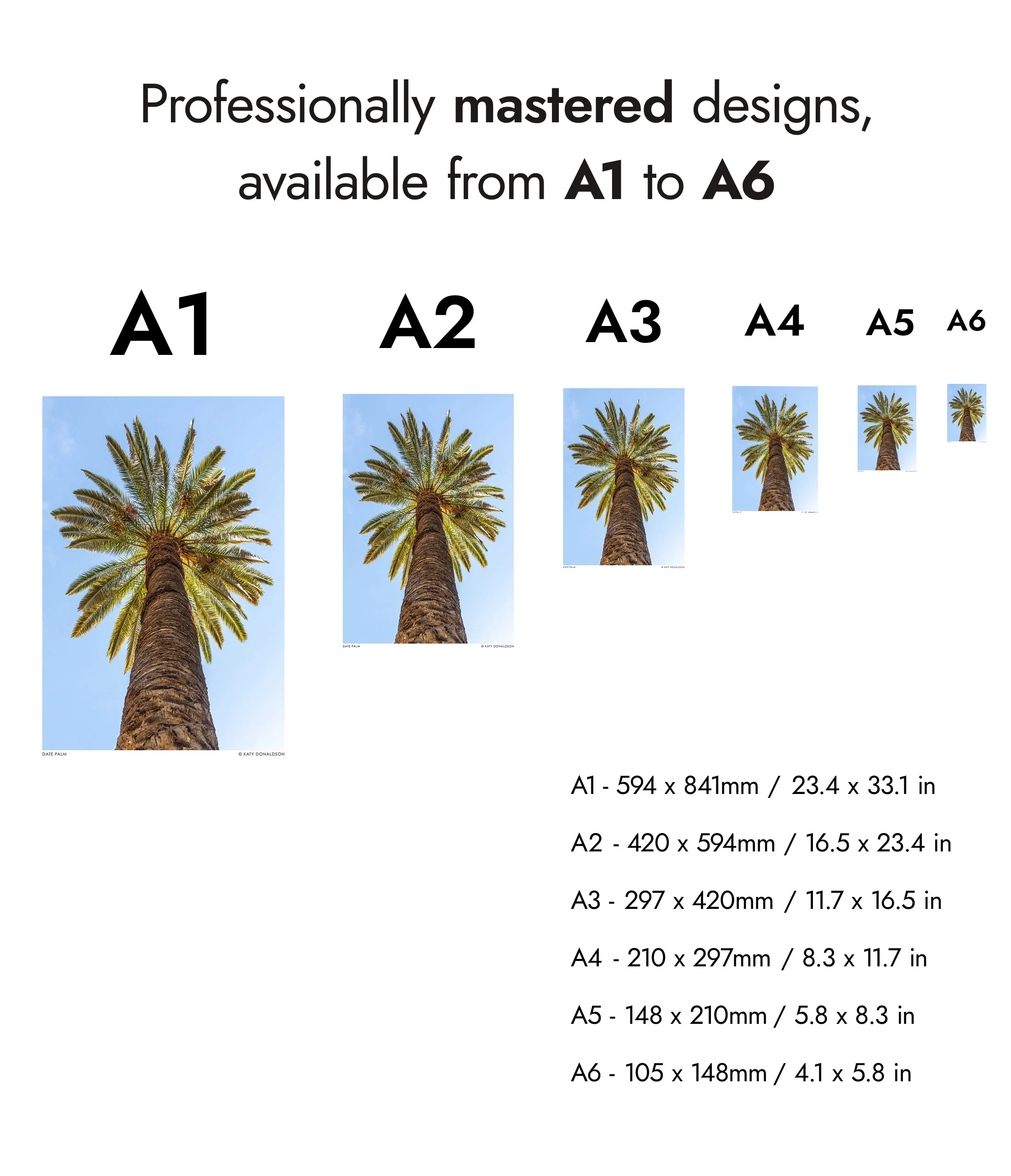 Date Palm - Image 8