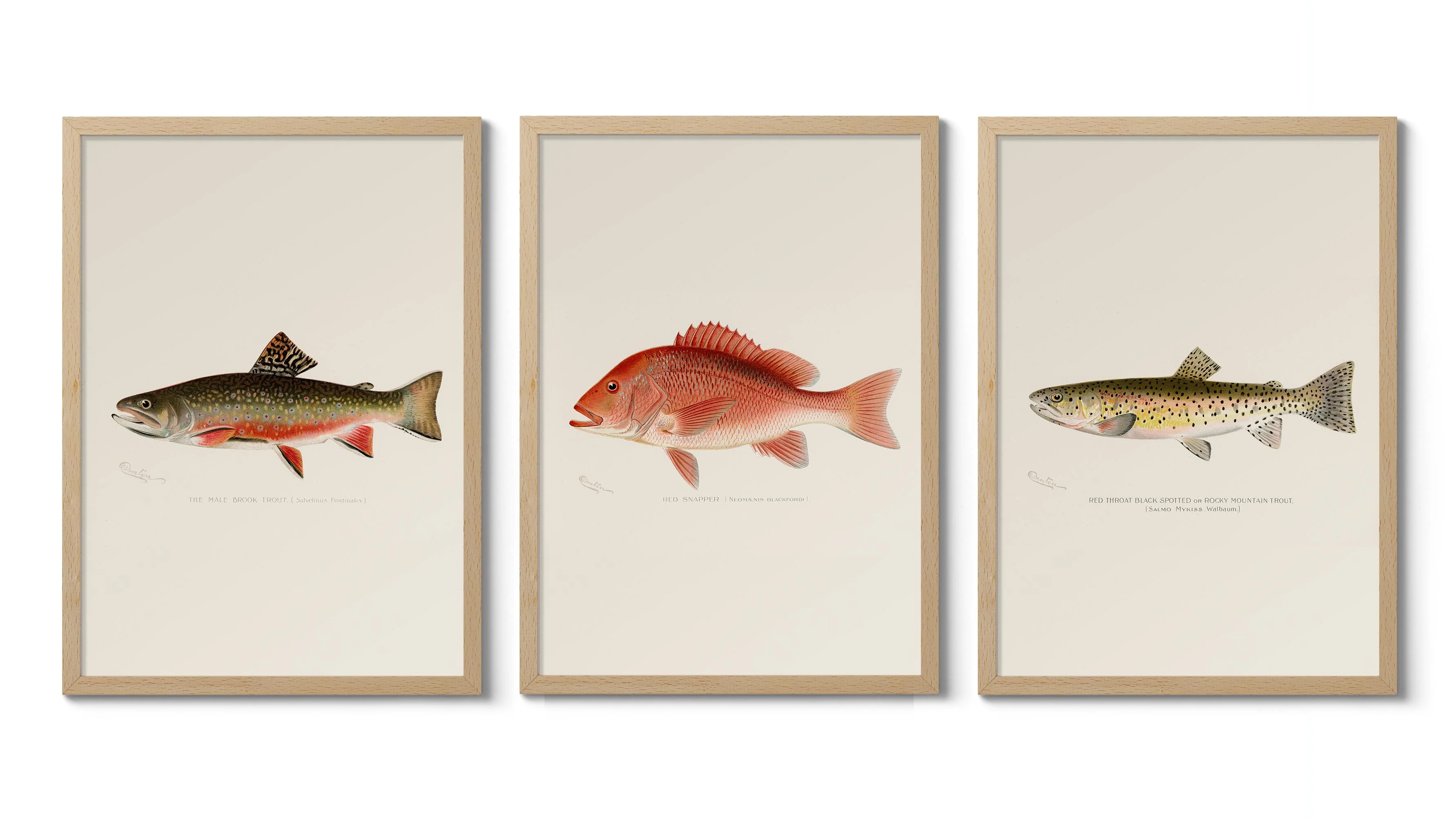 Denton's Fish - Image 2