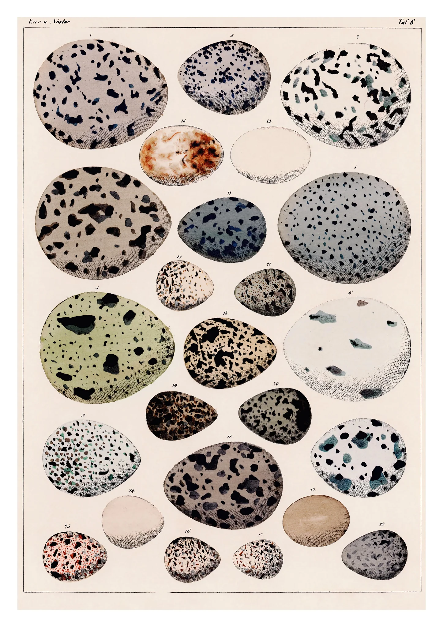 Dinosaur Eggs