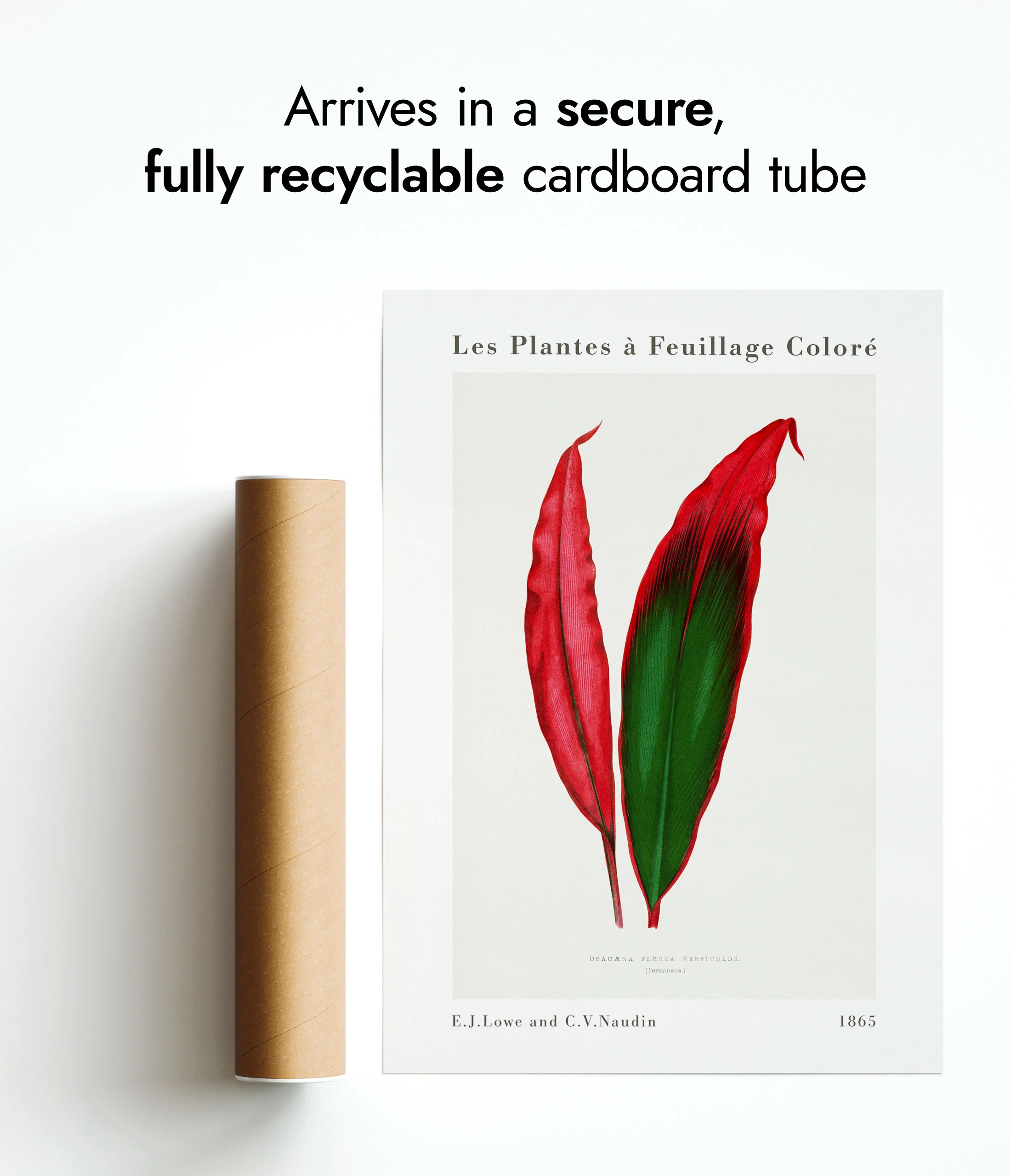 Dracaena Ferrea Leaf - Image 9