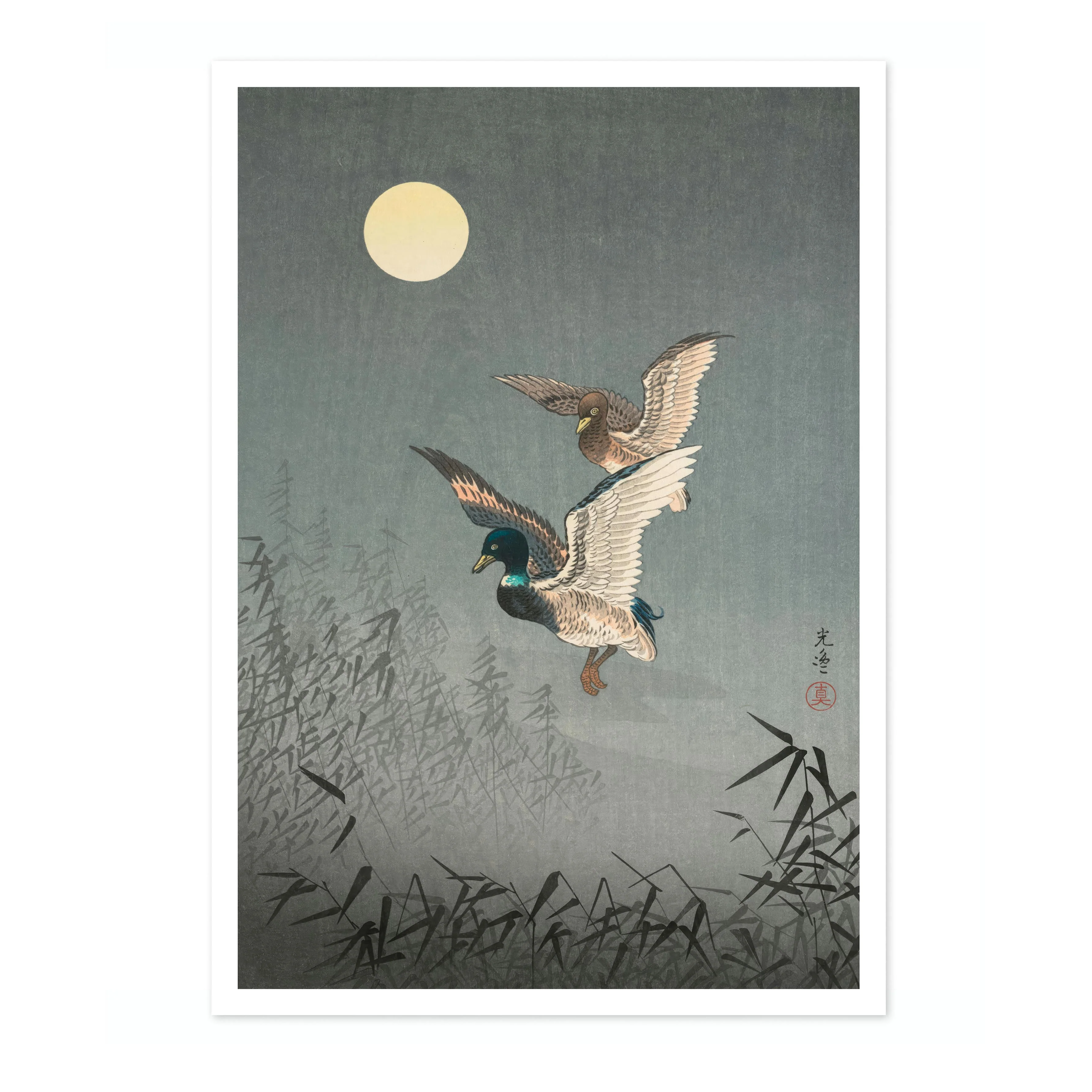 Ducks - Image 4