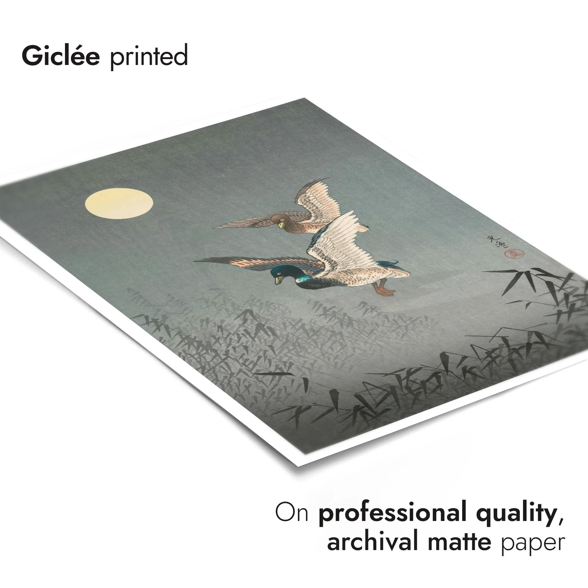 Ducks - Image 6