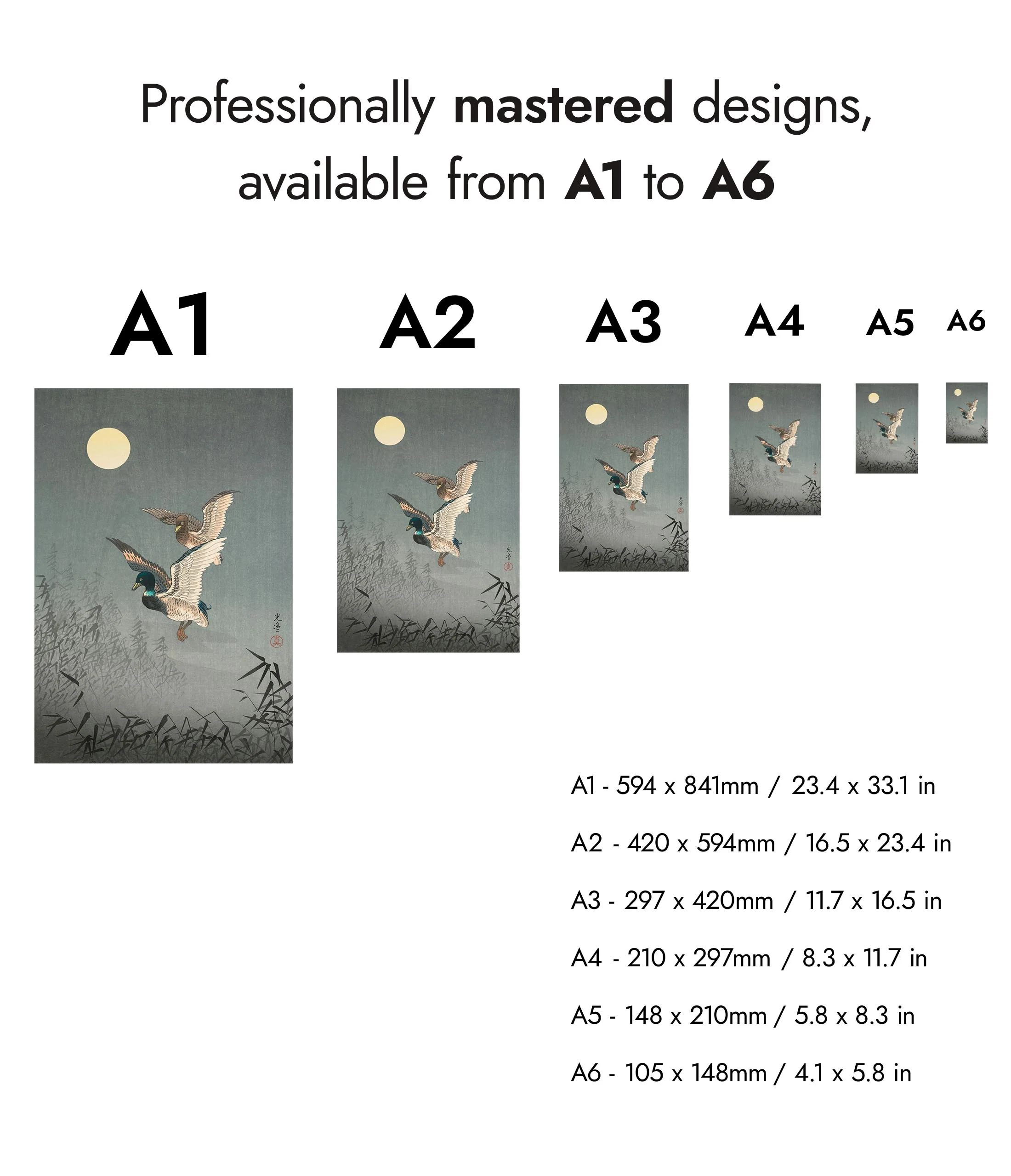 Ducks - Image 8