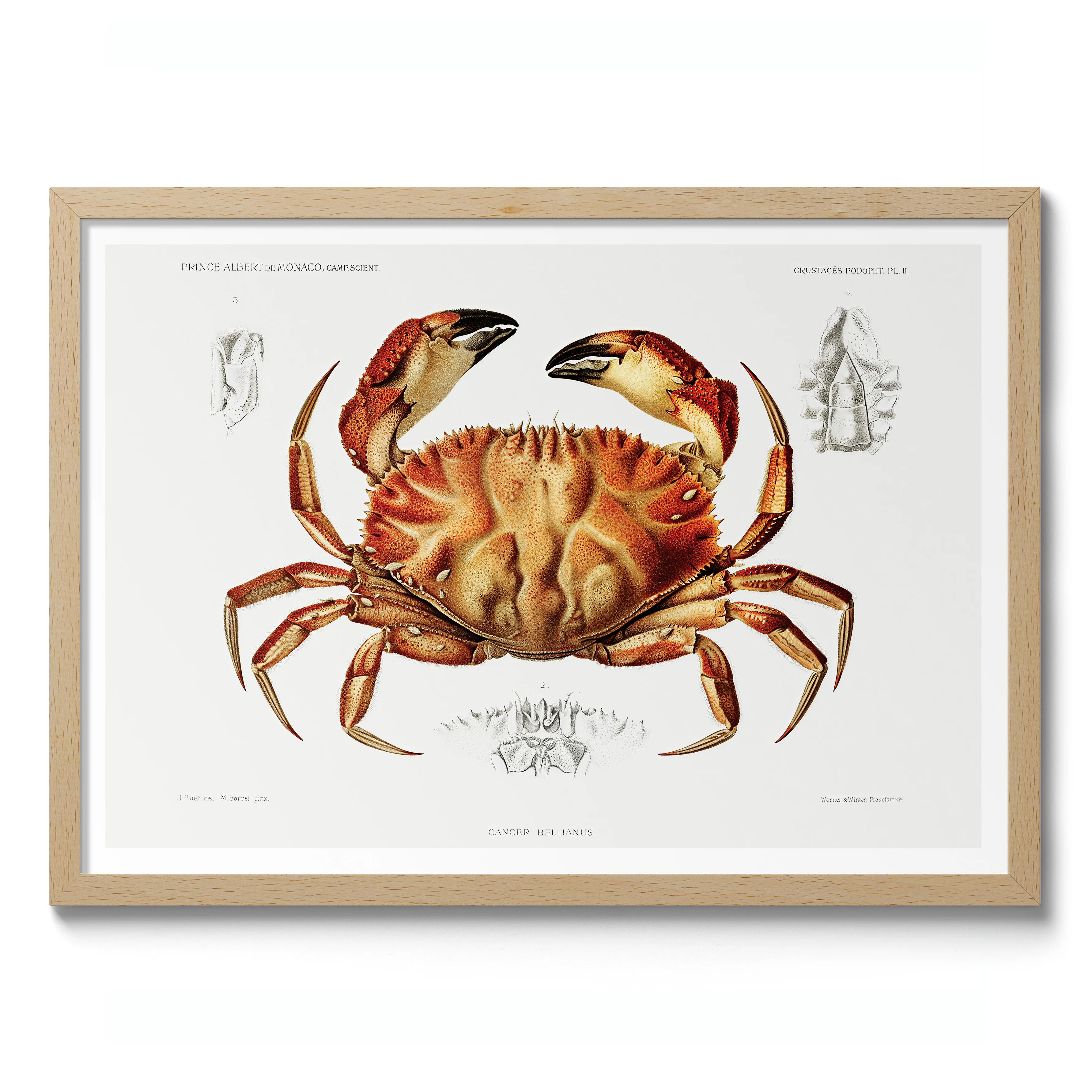Dungeness Crab - Image 3