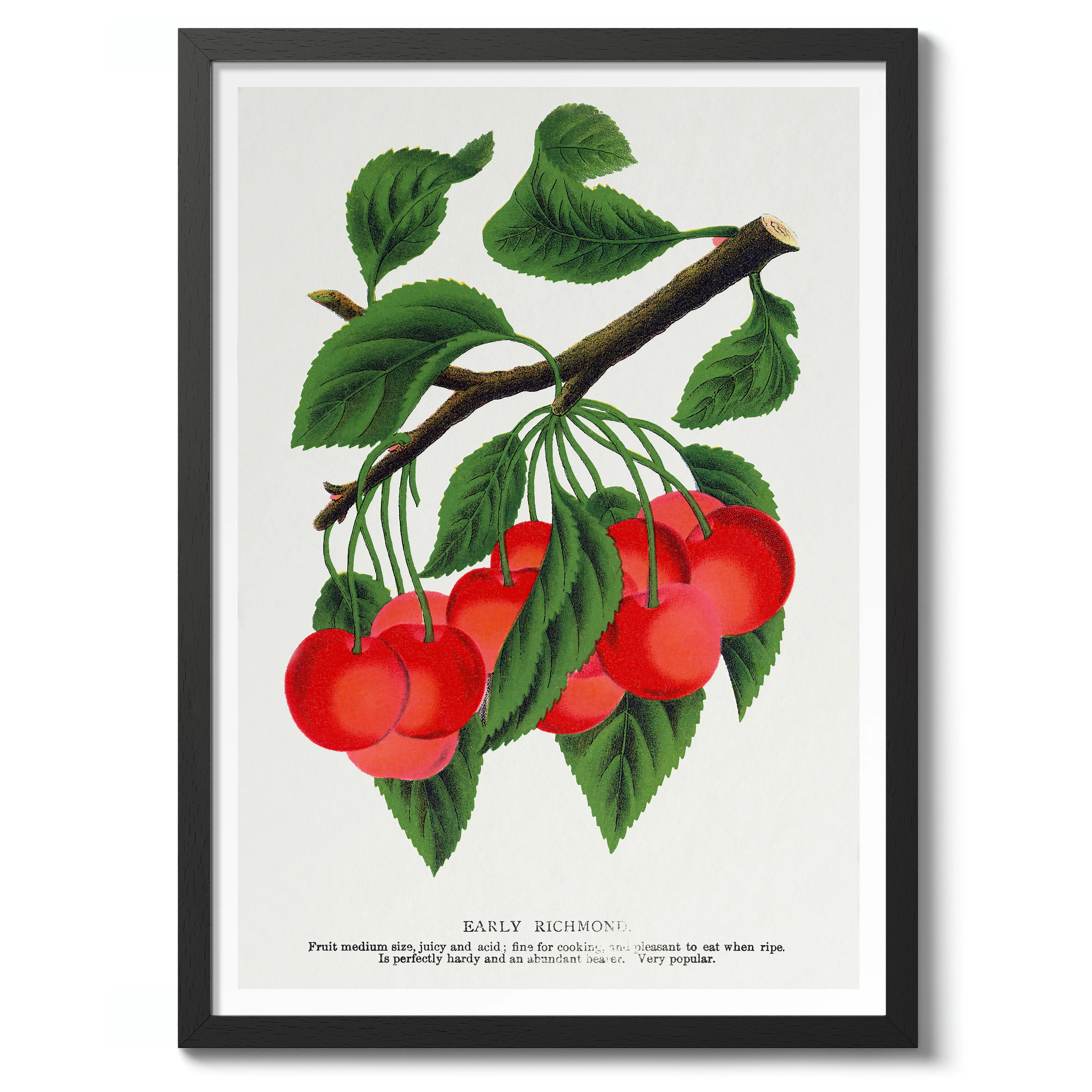 Early Richmond Cherry - Image 2