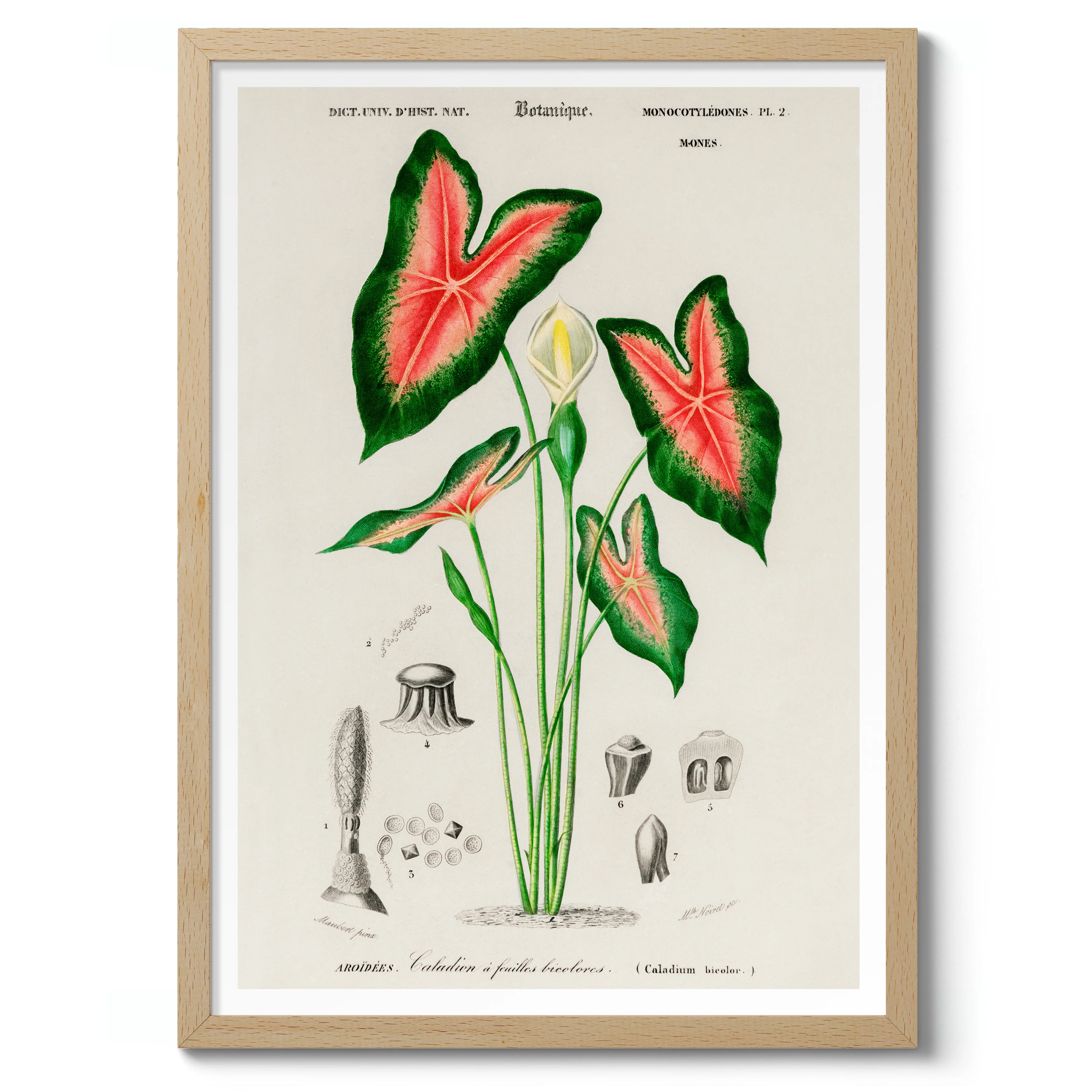 Elephant Ears - Image 3