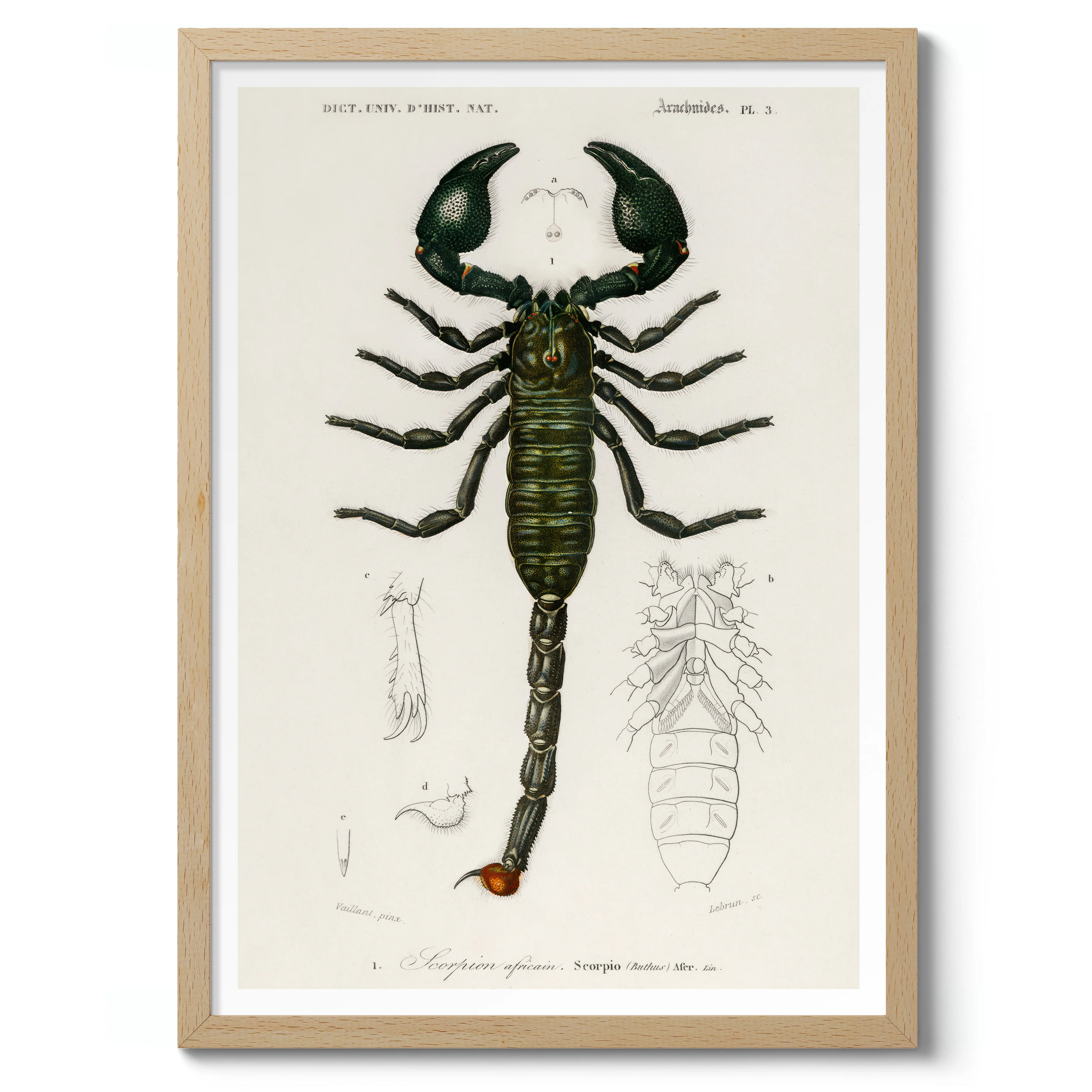 Emperor Scorpion - Image 3