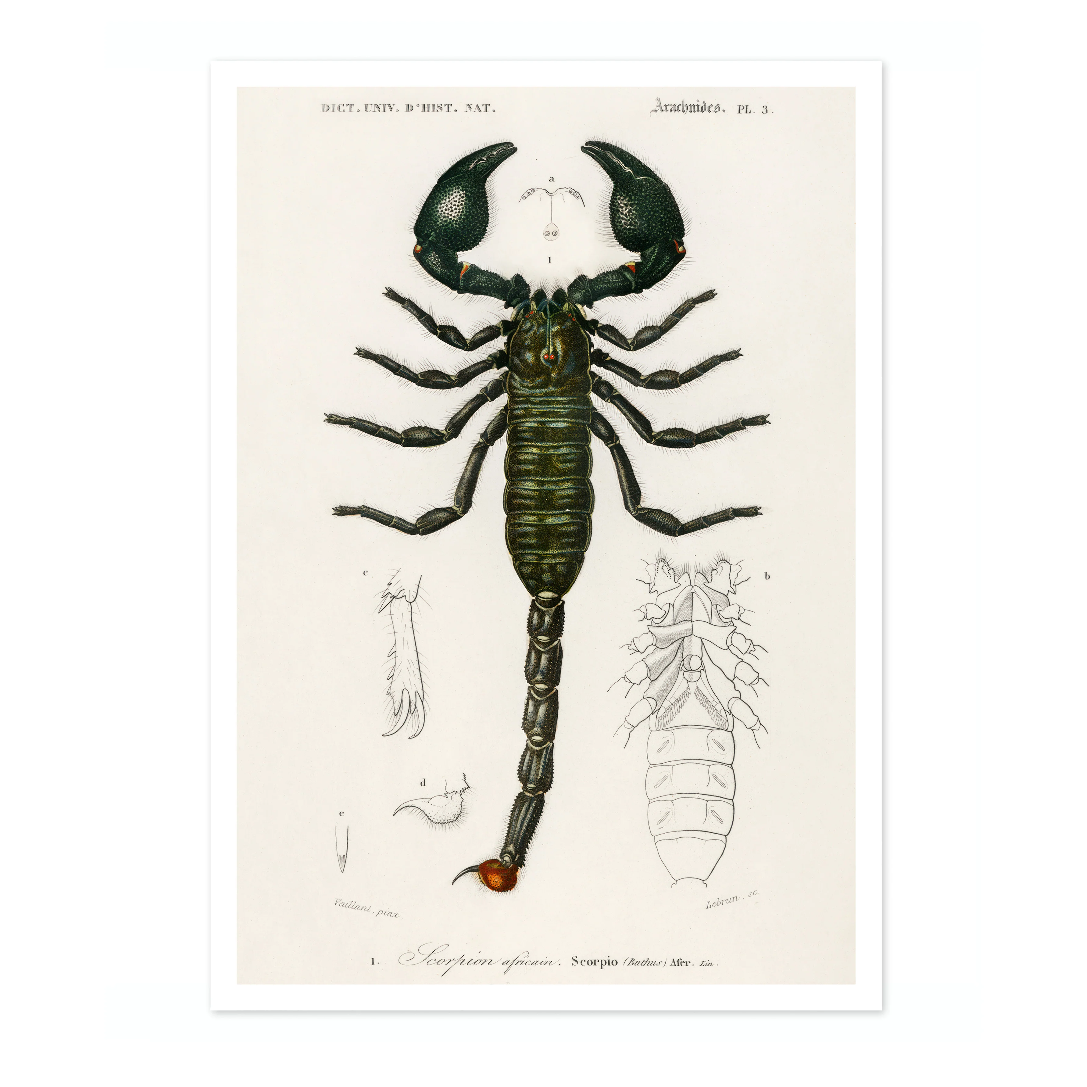 Emperor Scorpion - Image 4