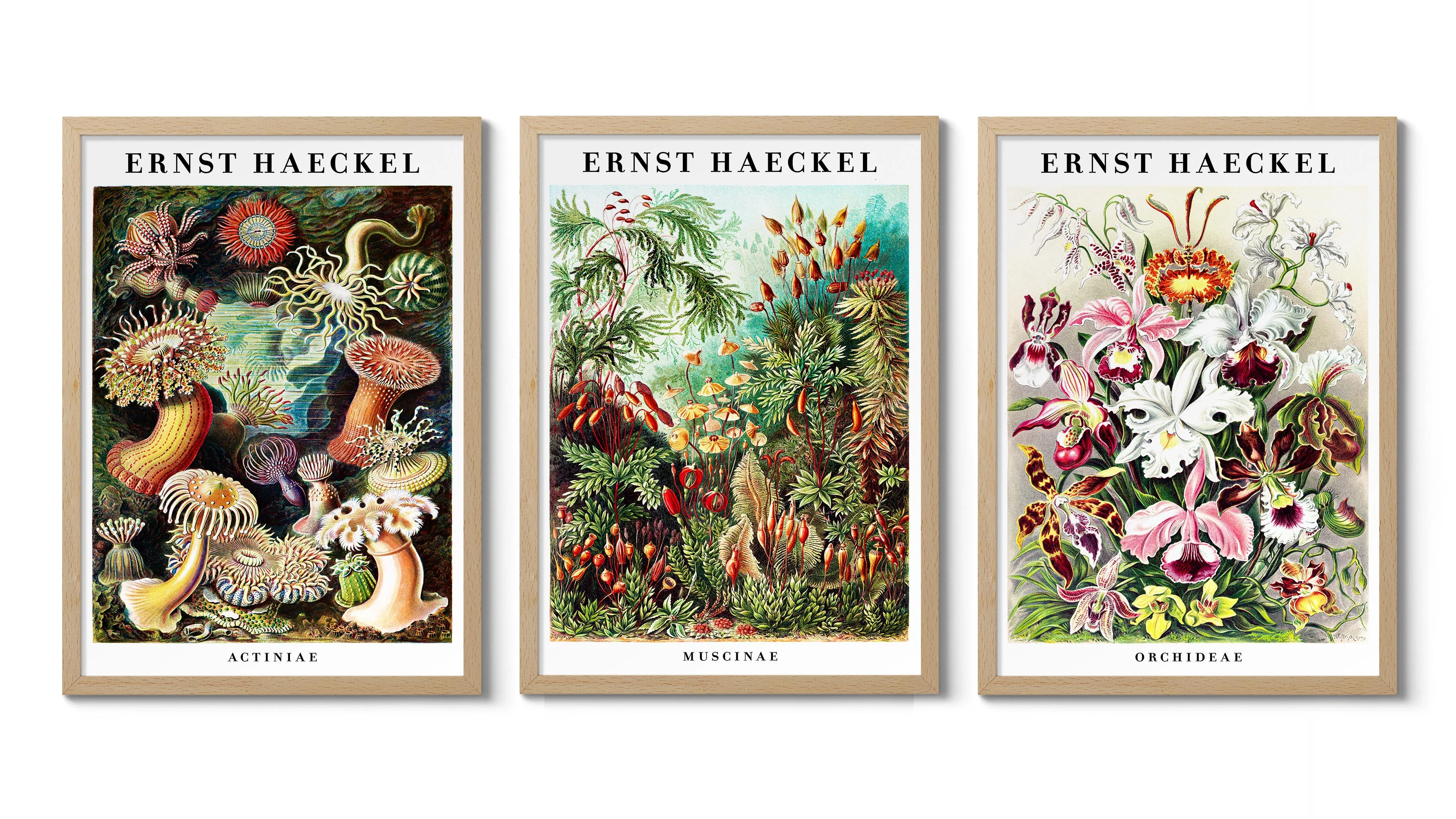 Ernst Haeckel - Set of 3 - Image 2