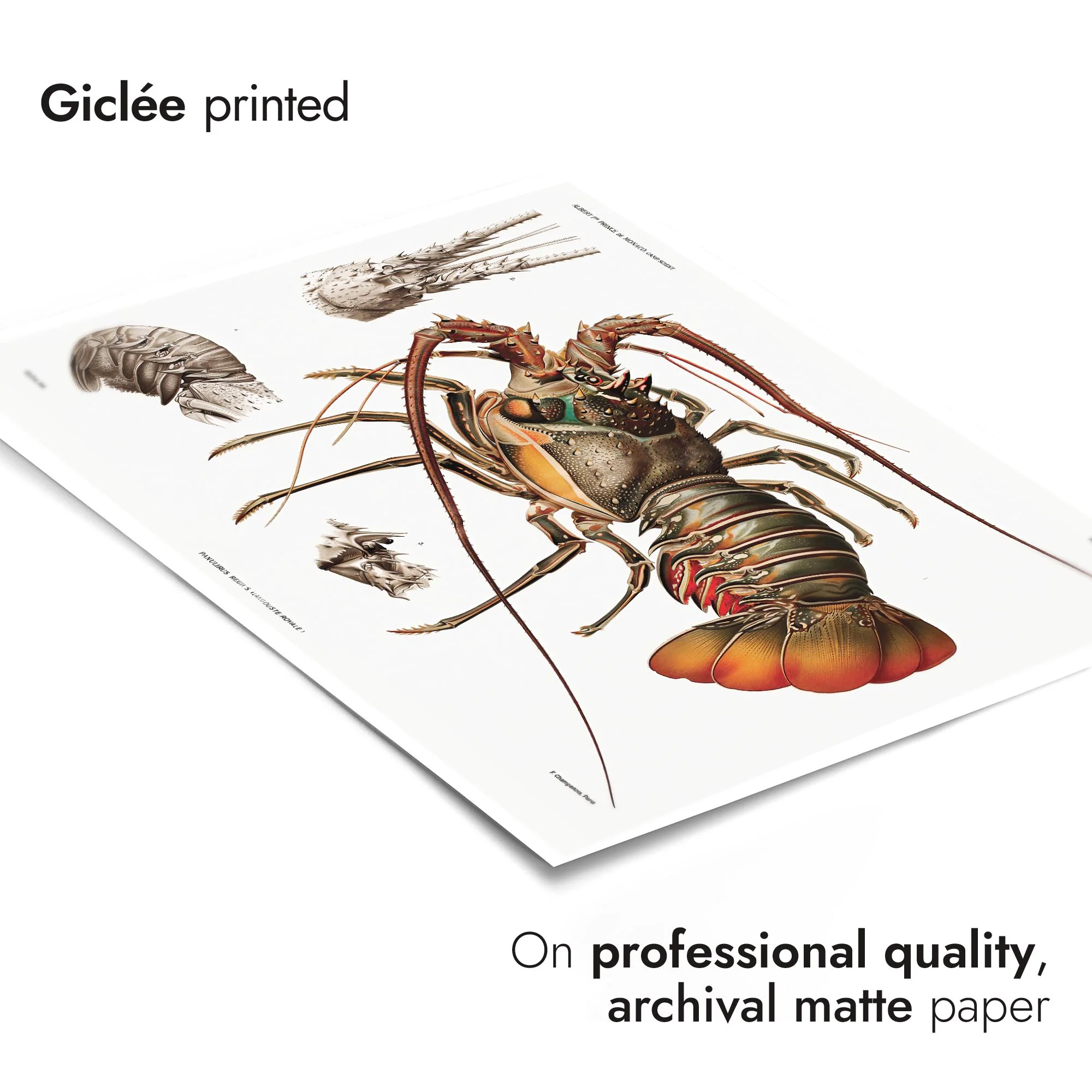 European Lobster - Image 6