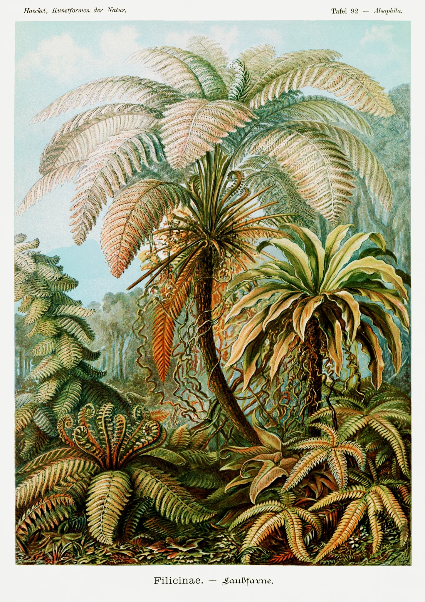 Filicinae