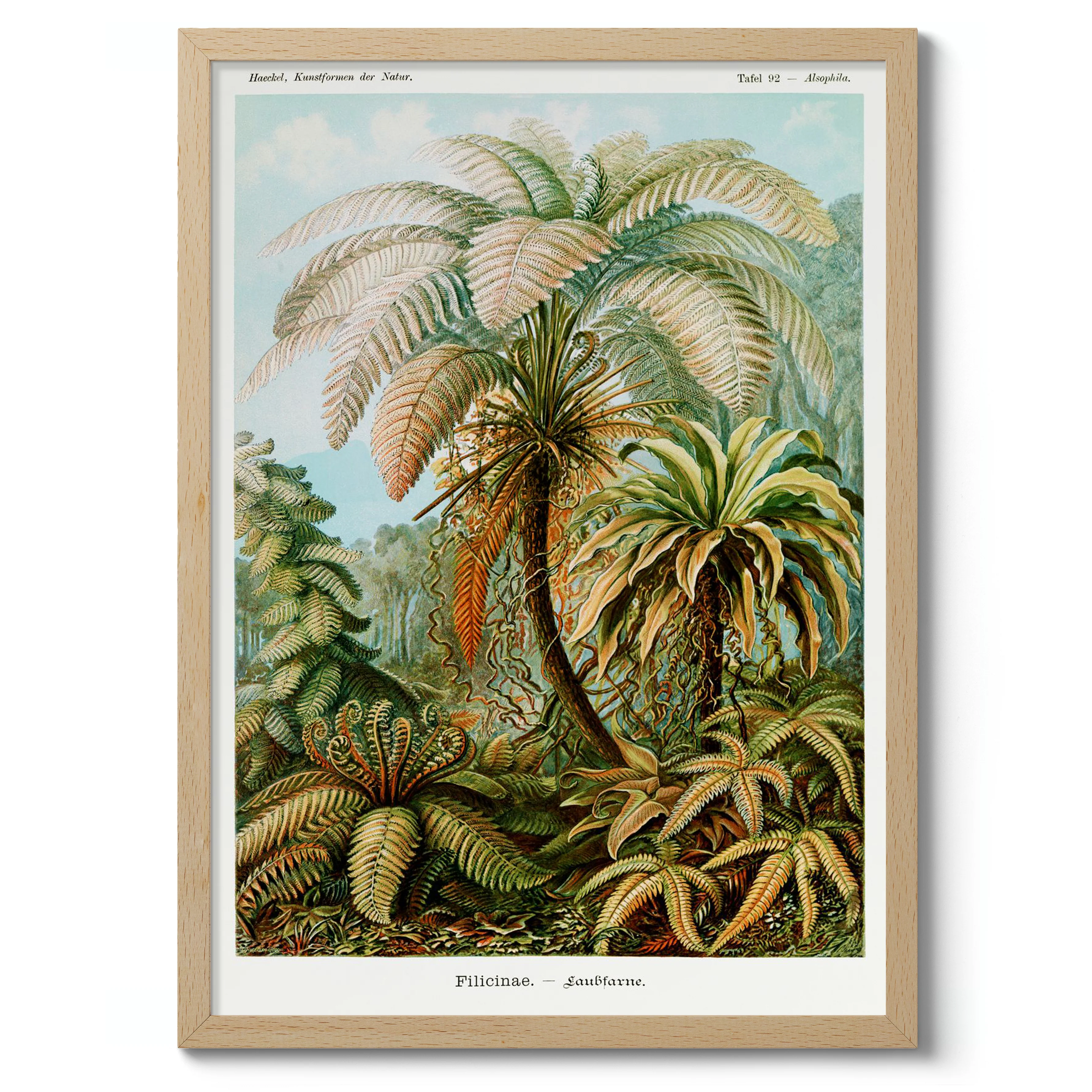 Filicinae - Image 3