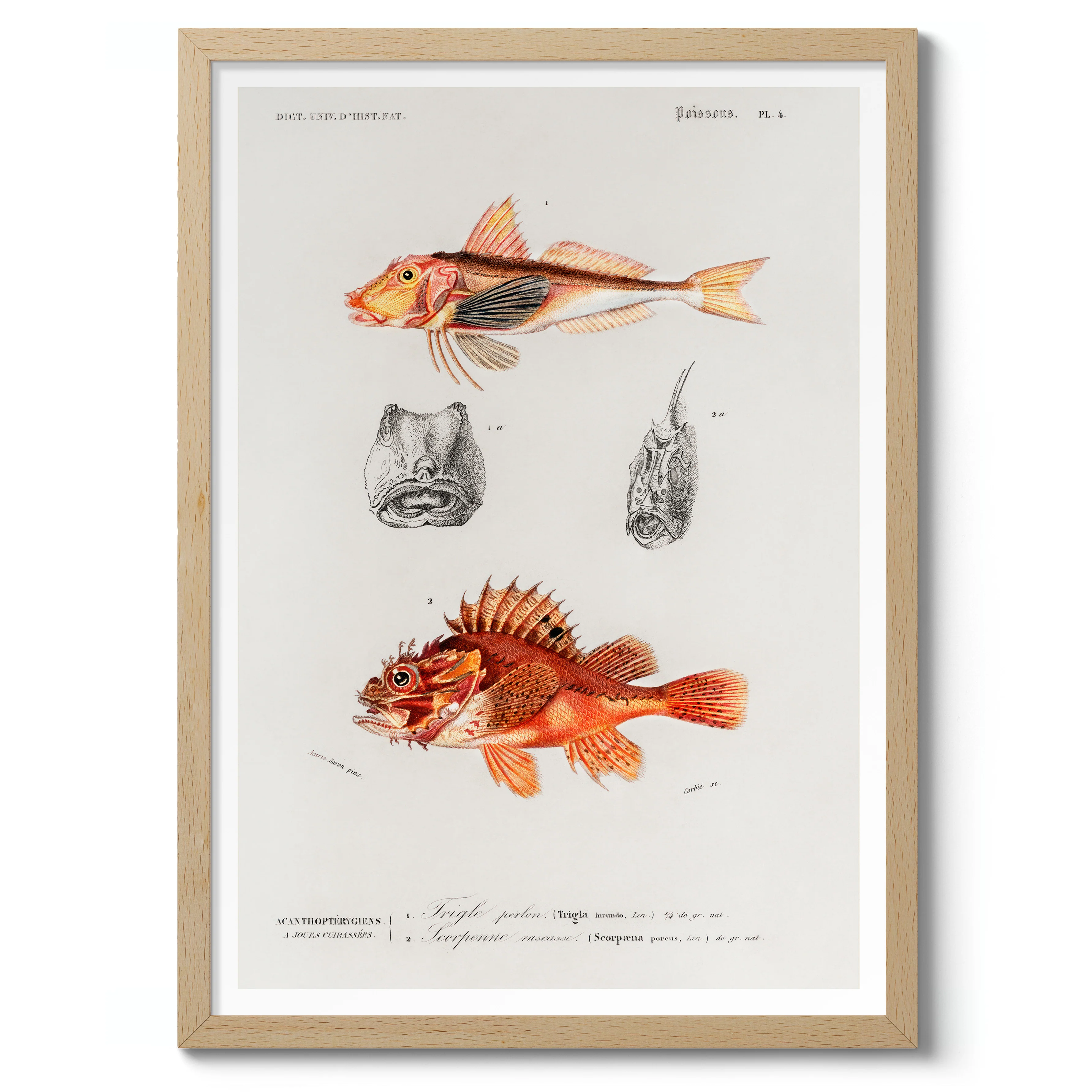 Fish - Image 3