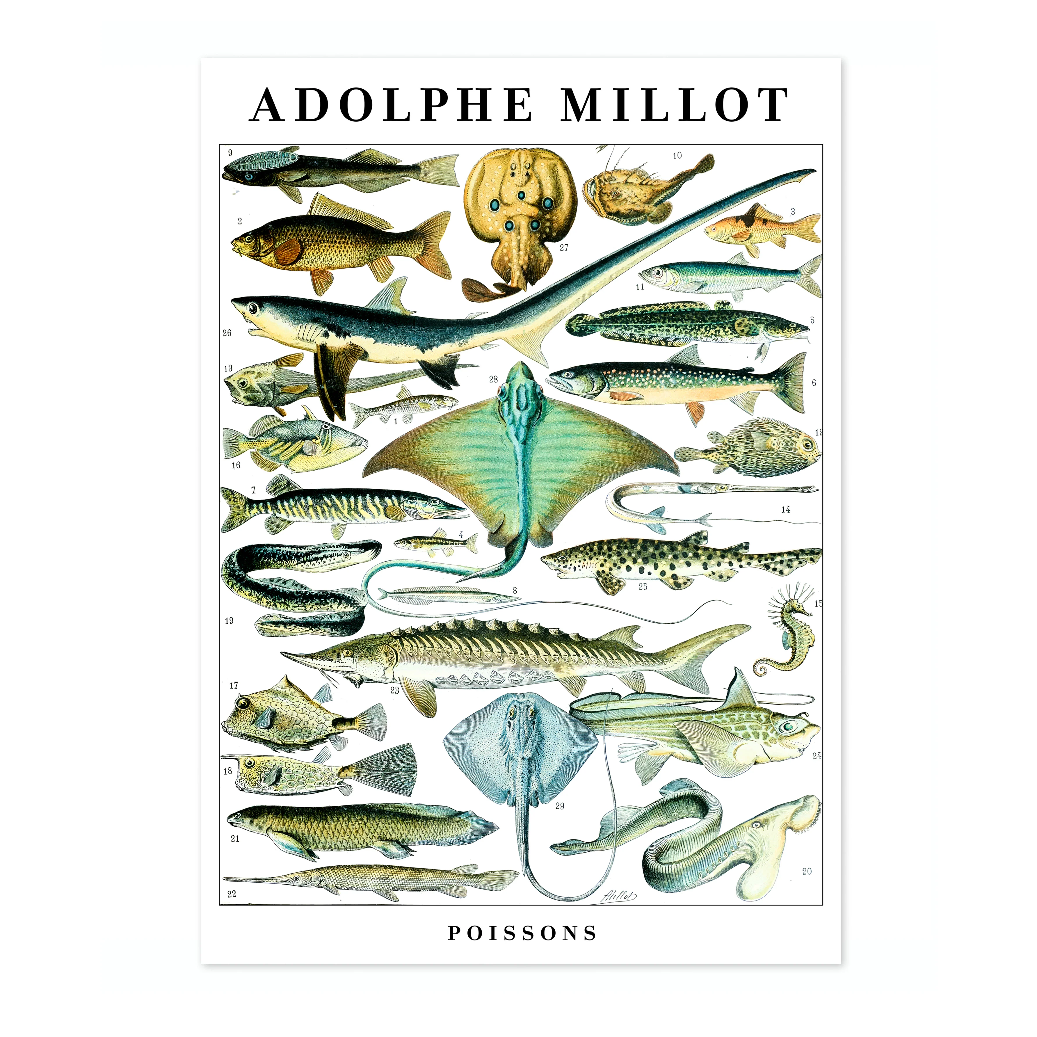 Fish - Image 4