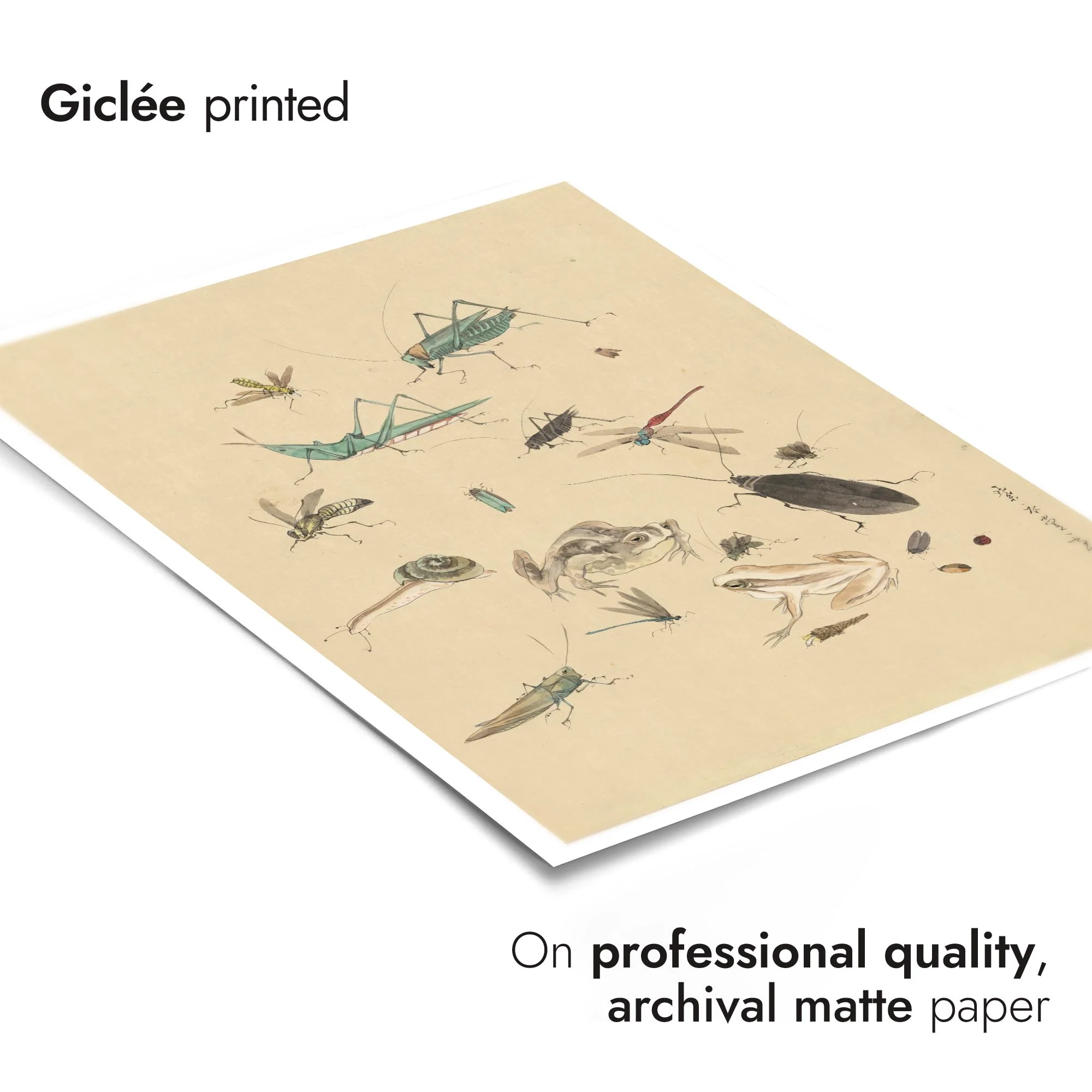 Frogs, Snails & Insects - Image 6