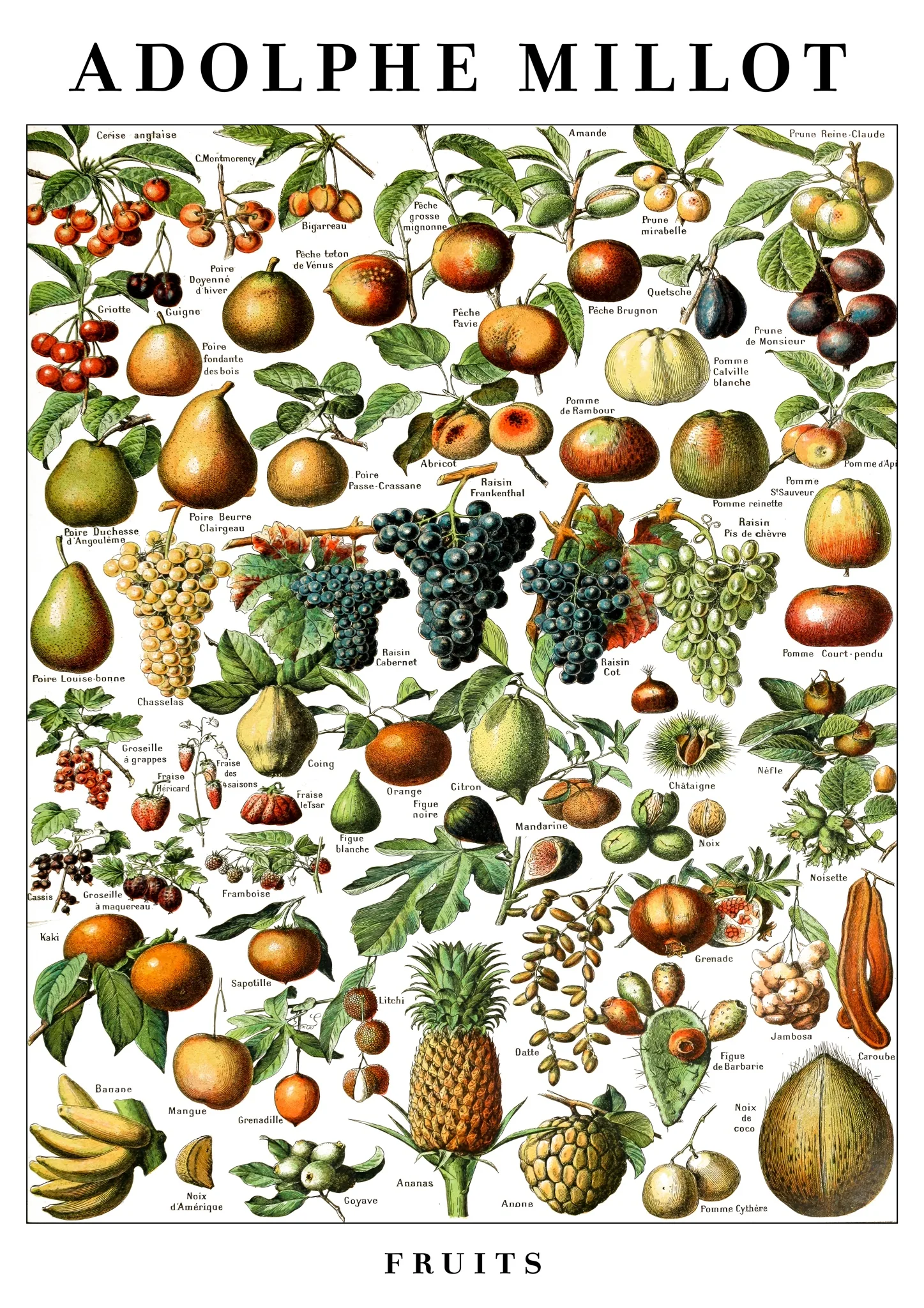 Fruits