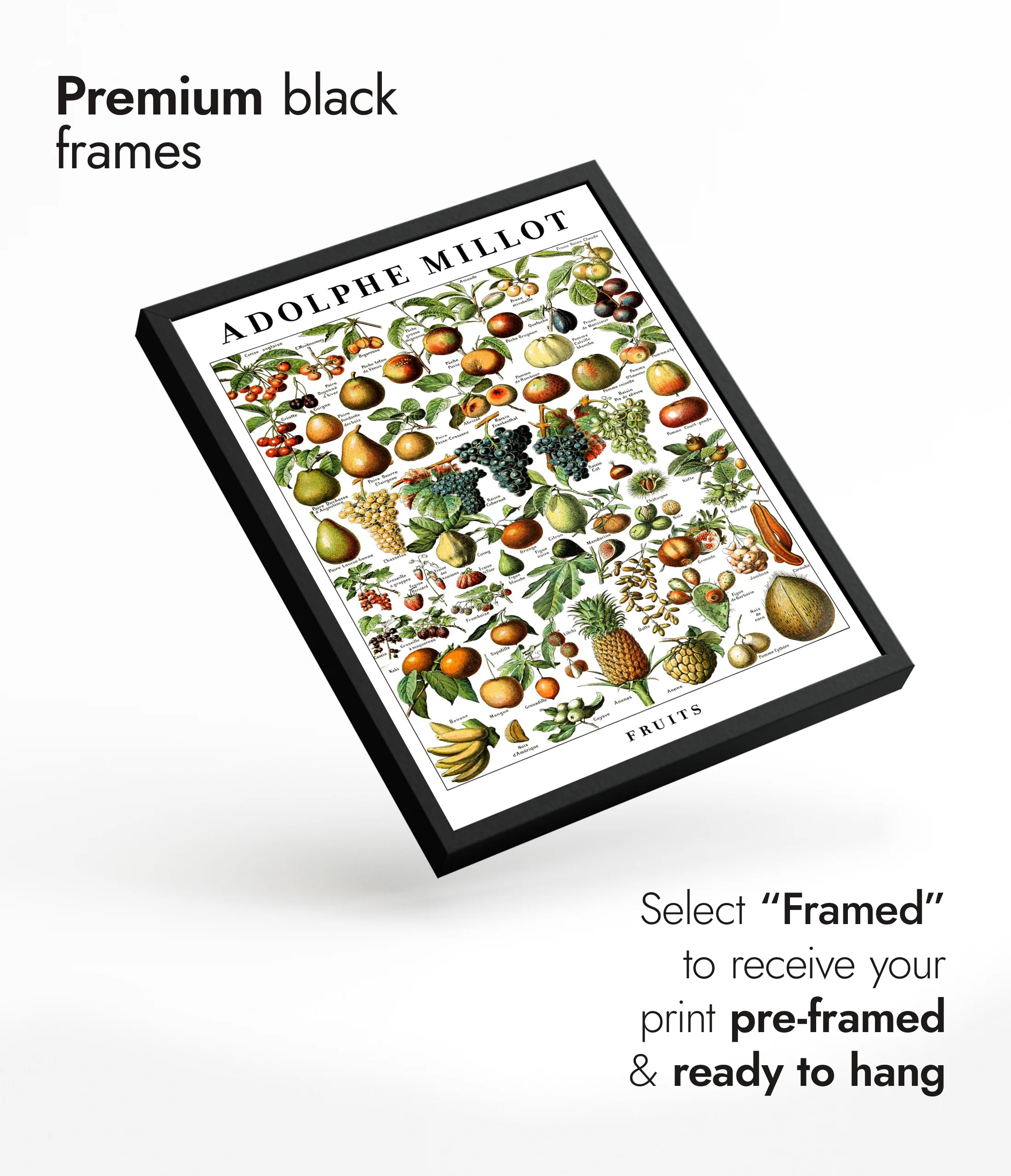 Fruits - Image 7