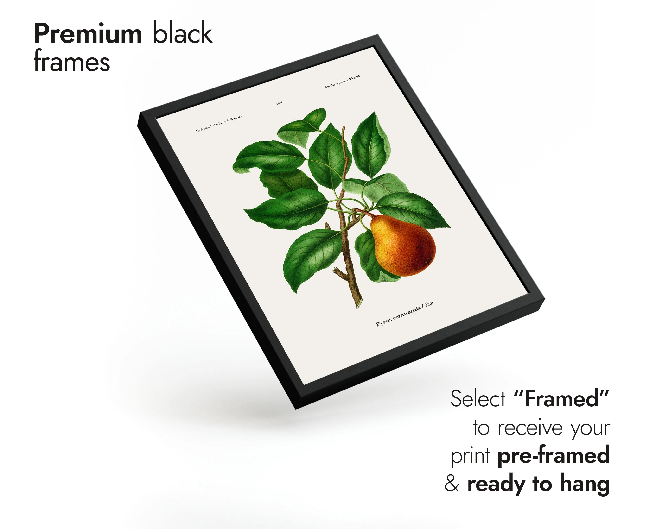 Fruits - Image 5