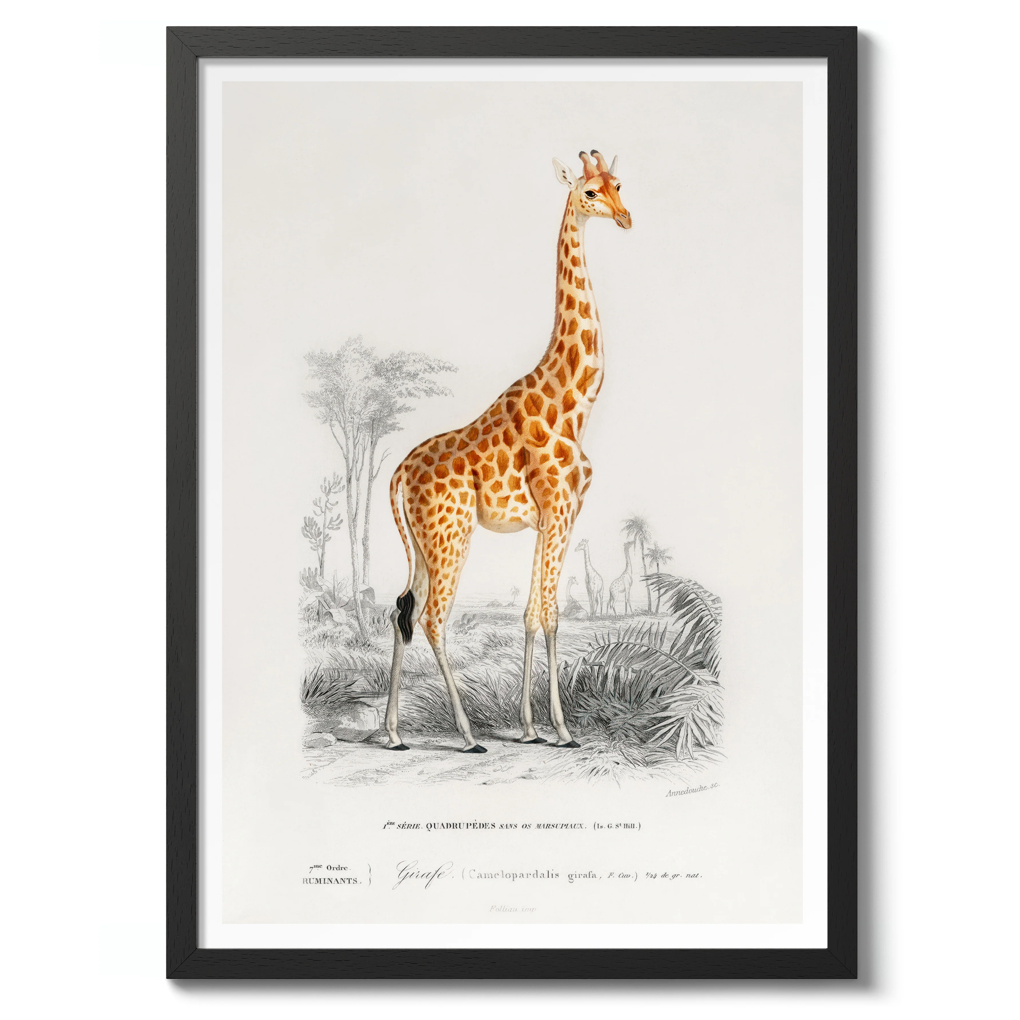 Giraffe - Image 2