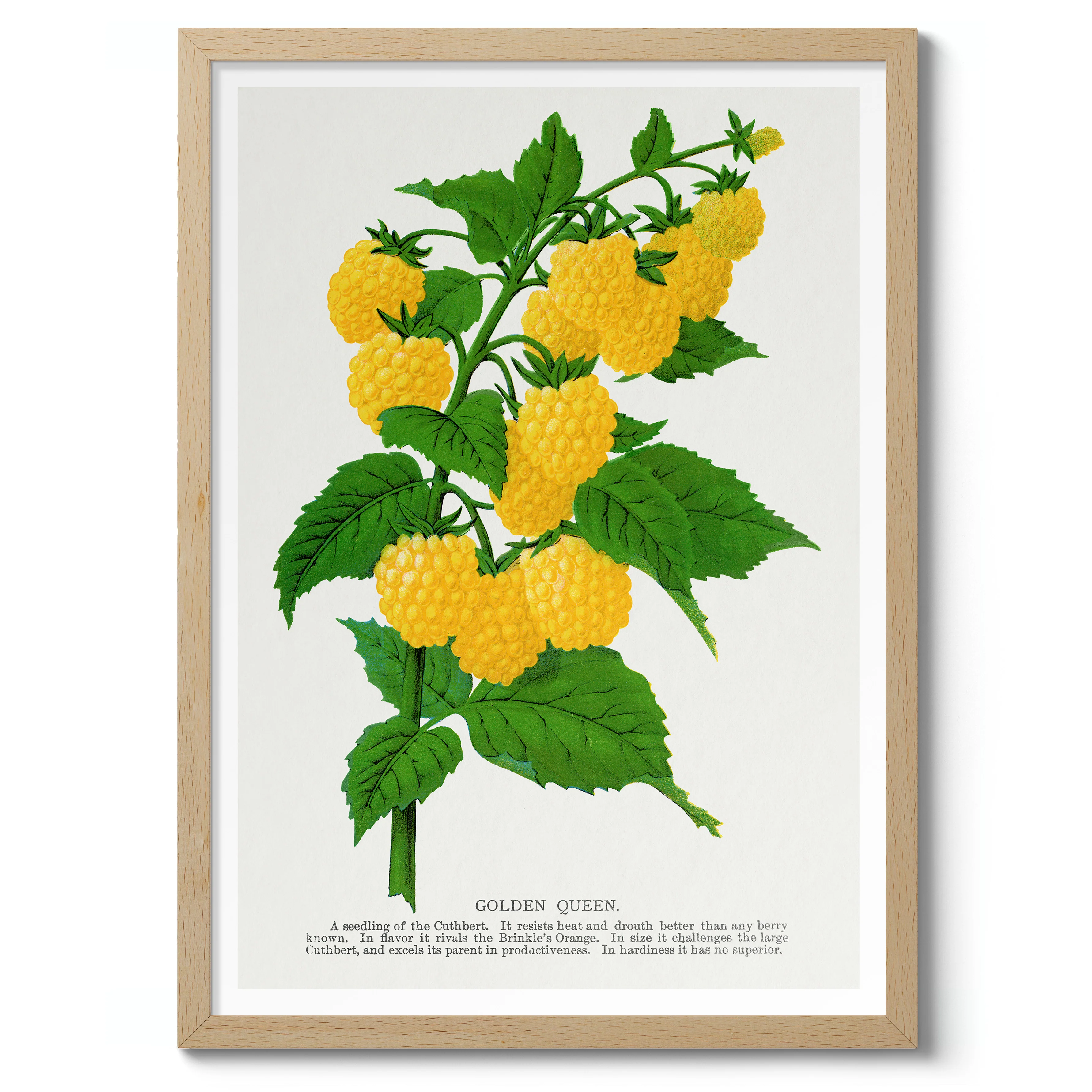 Golden Queen Raspberry - Image 3