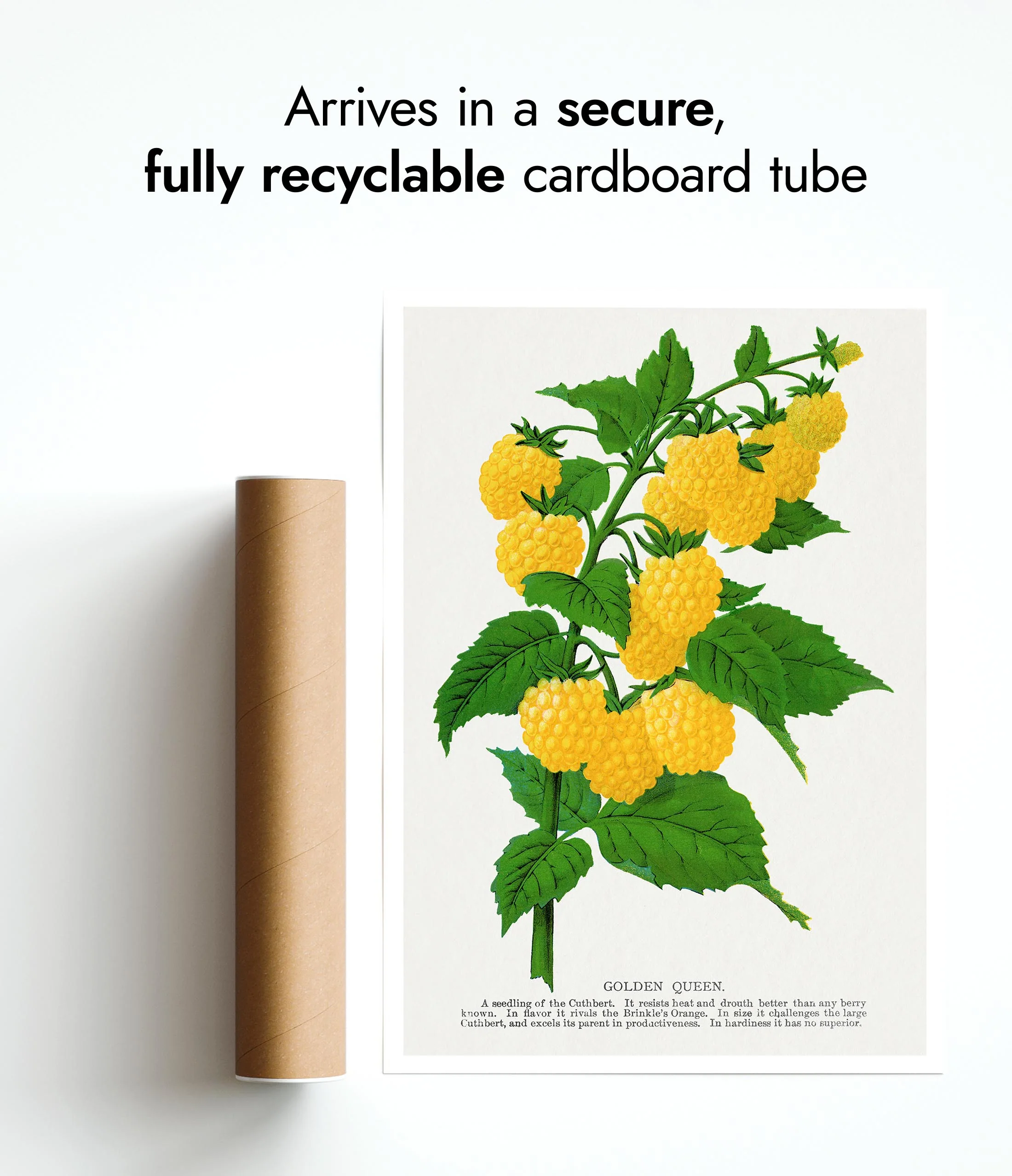 Golden Queen Raspberry - Image 9