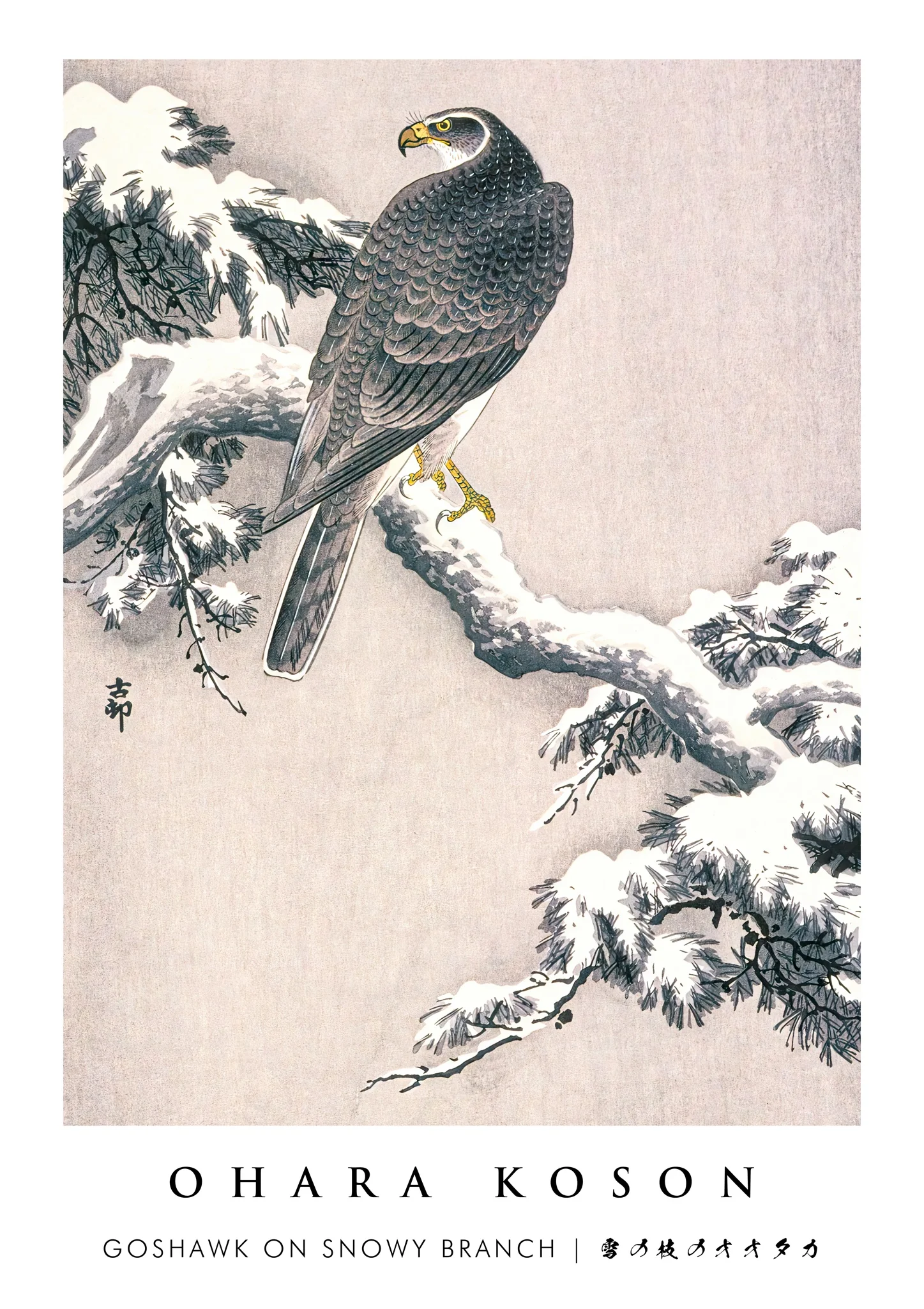 Goshawk on Snowy Branch