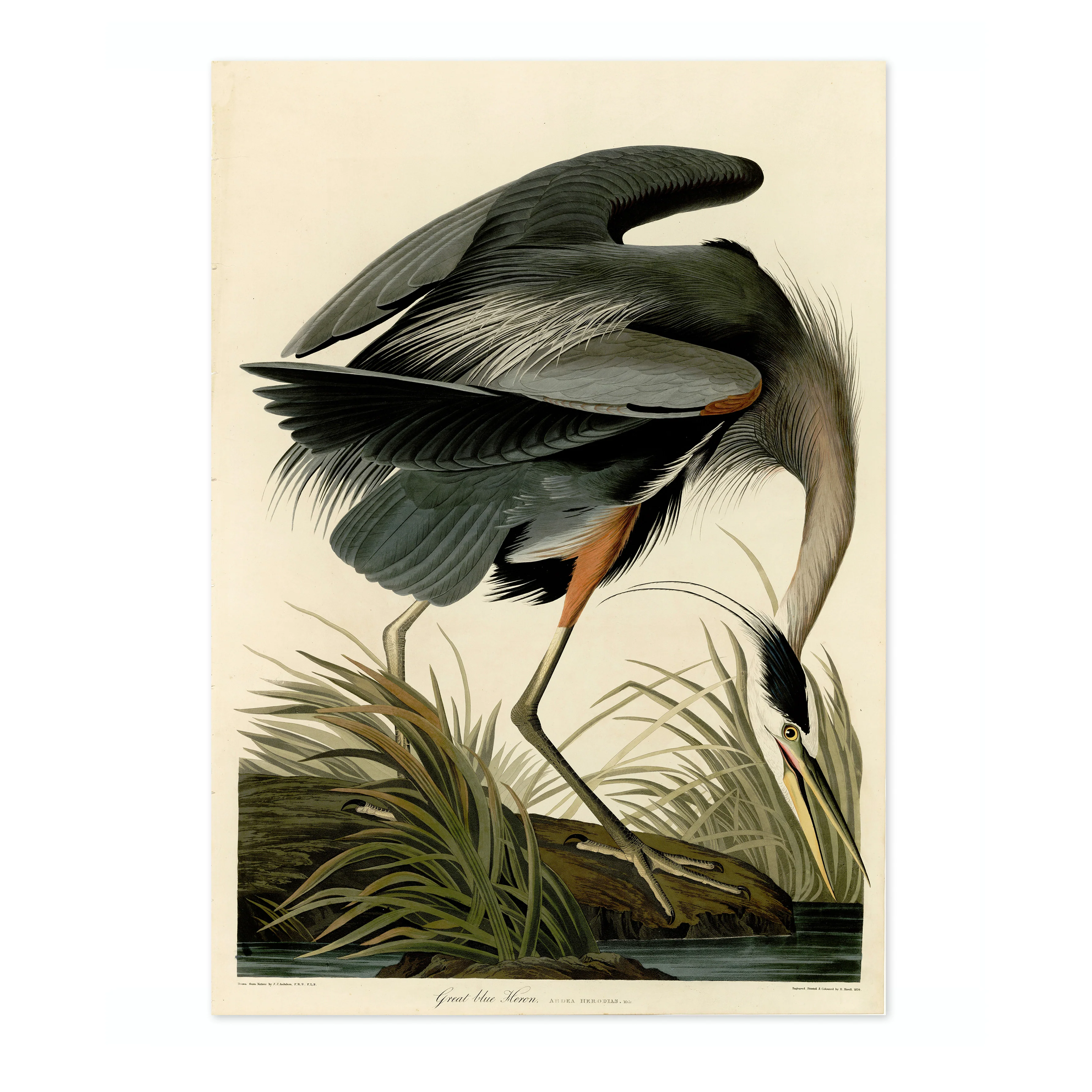 Great Blue Heron - Image 4