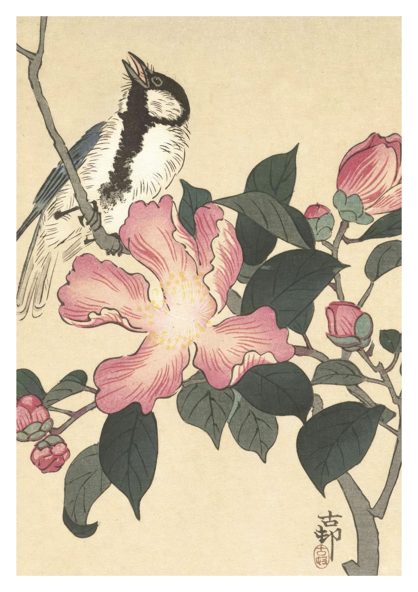 Great Tit on Branch with Pink Flowers