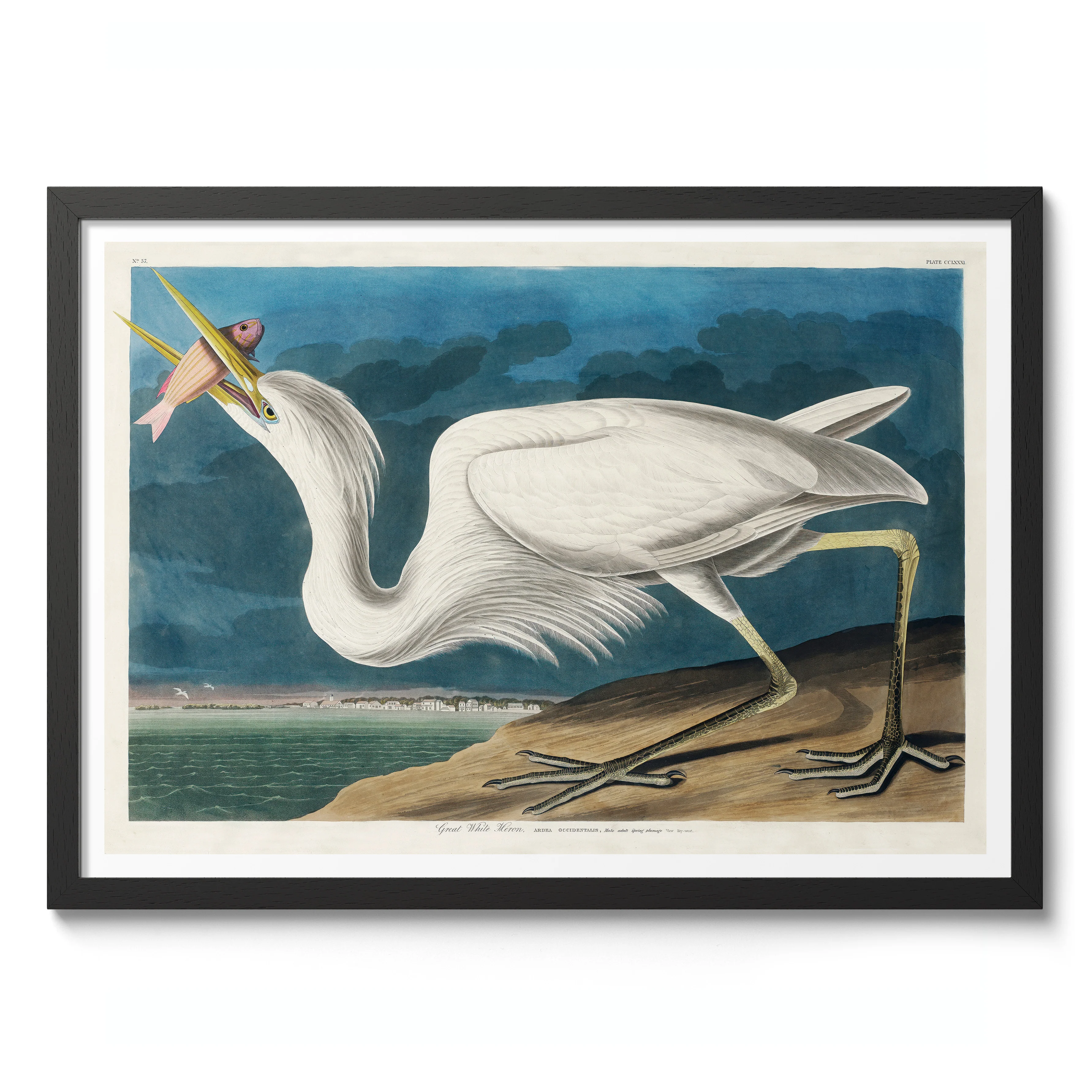 Great White Heron - Image 2