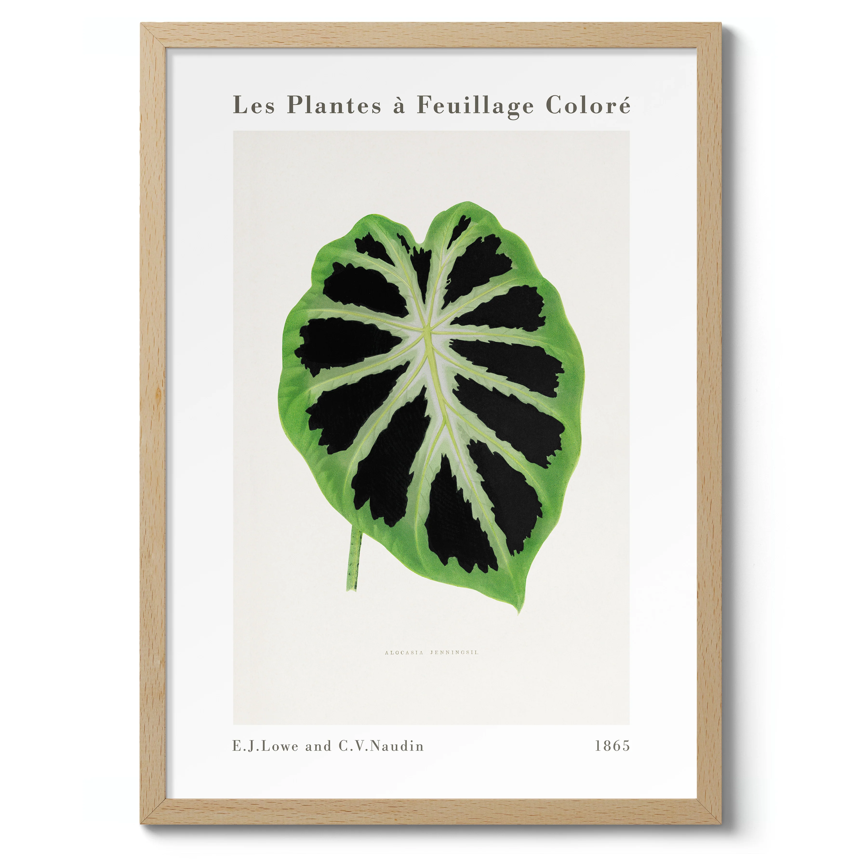 Green Alocasia - Image 3
