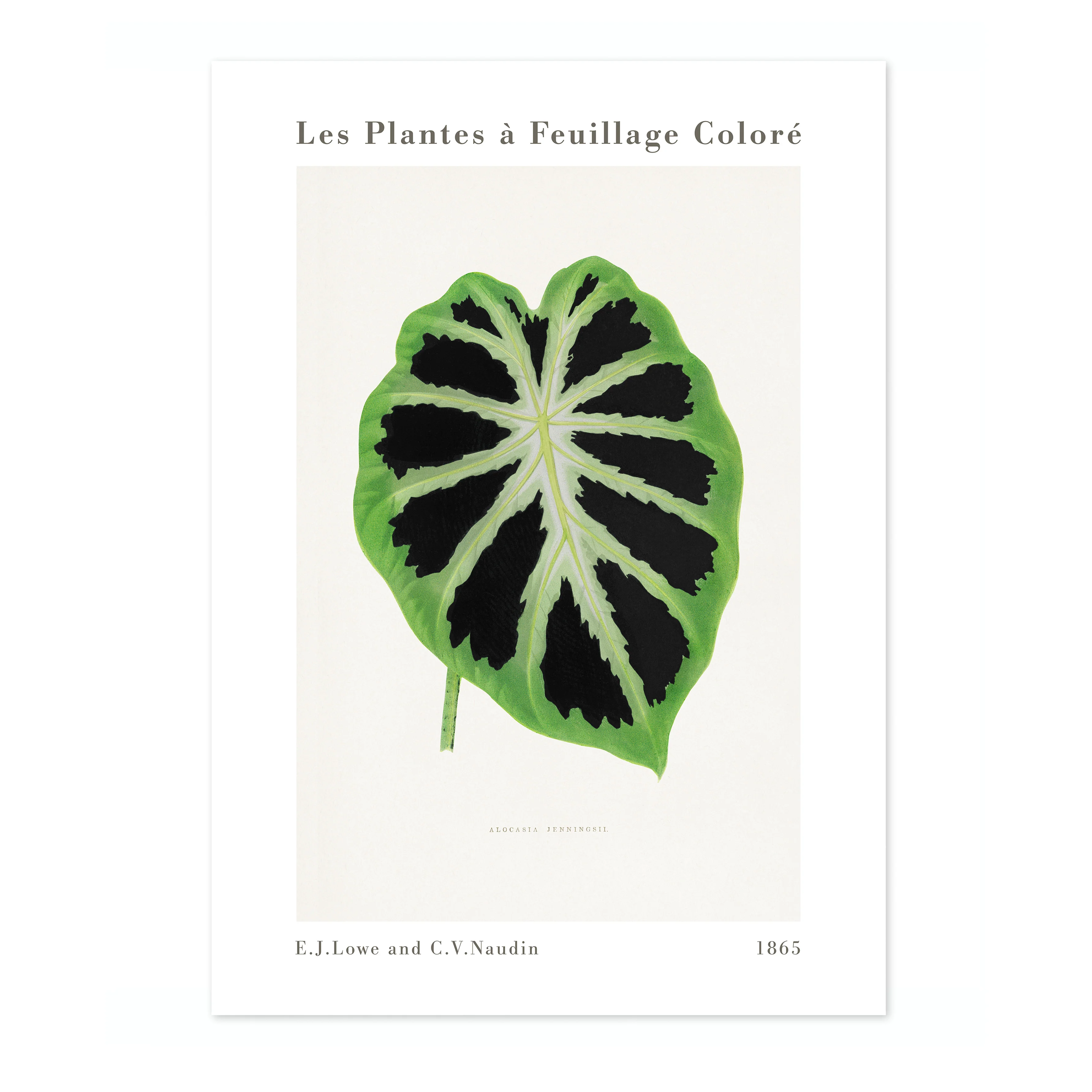 Green Alocasia - Image 4