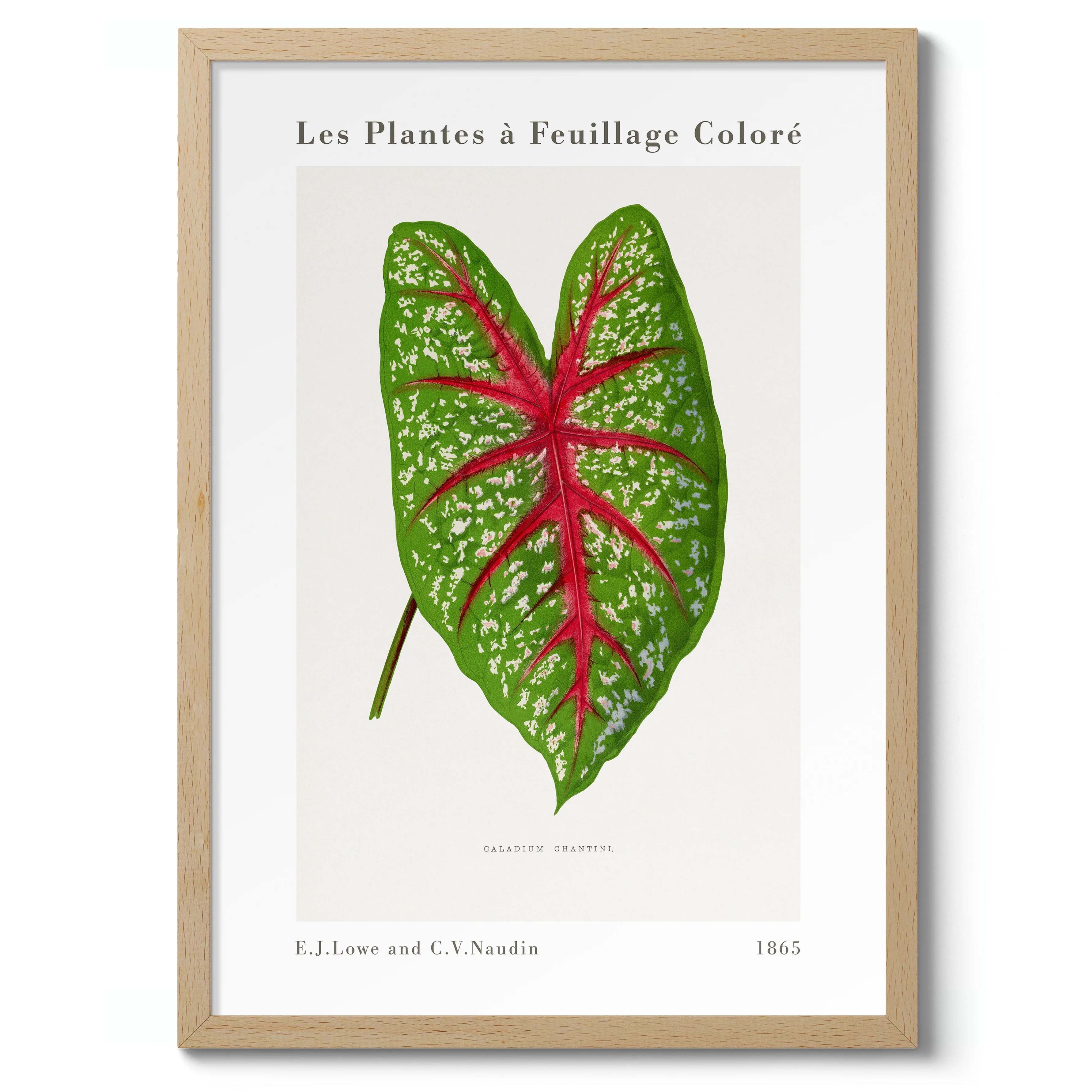 Green Caladium Chantini - Image 3