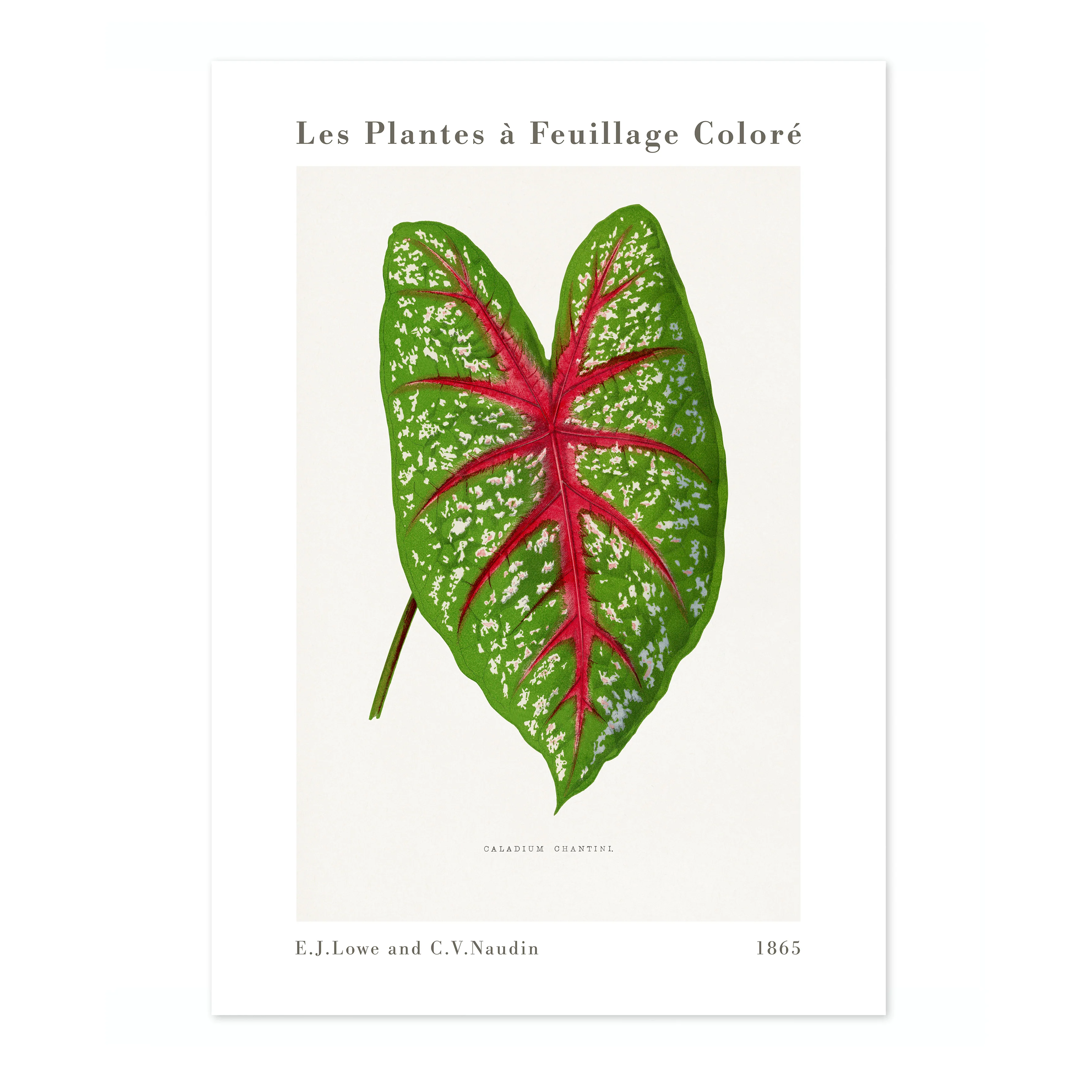 Green Caladium Chantini - Image 4