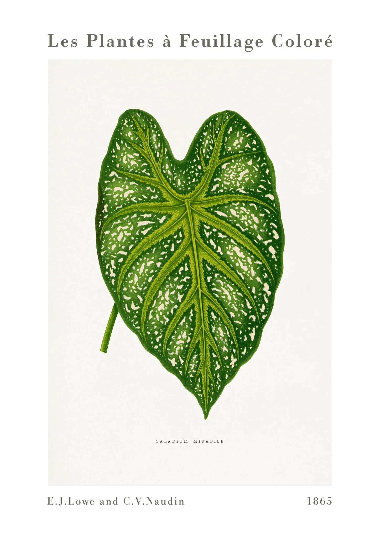 Green Caladium Mirabile