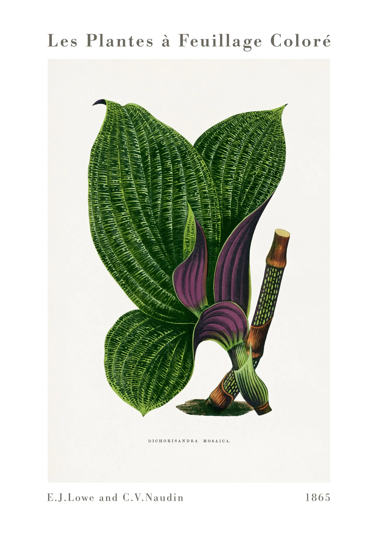 Green Dichorisandra Mosaica