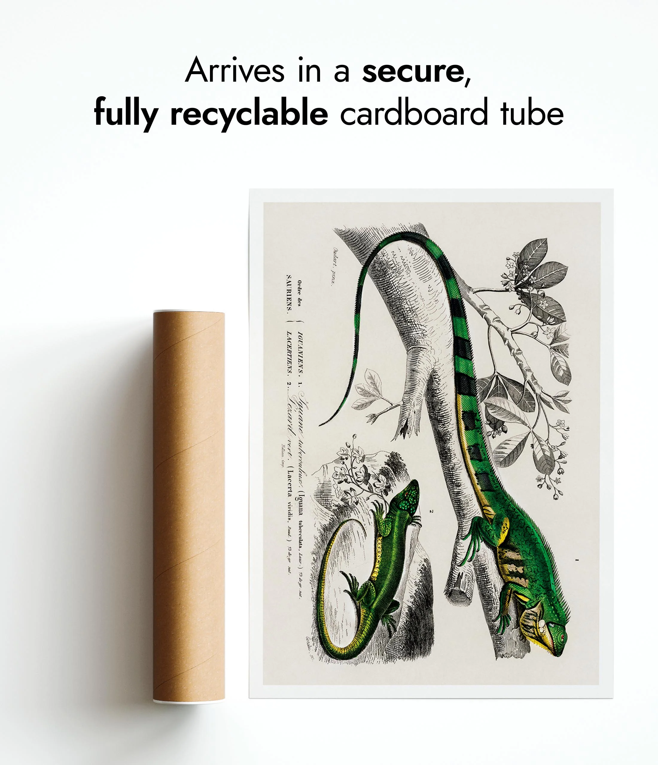 Green Lizards - Image 9