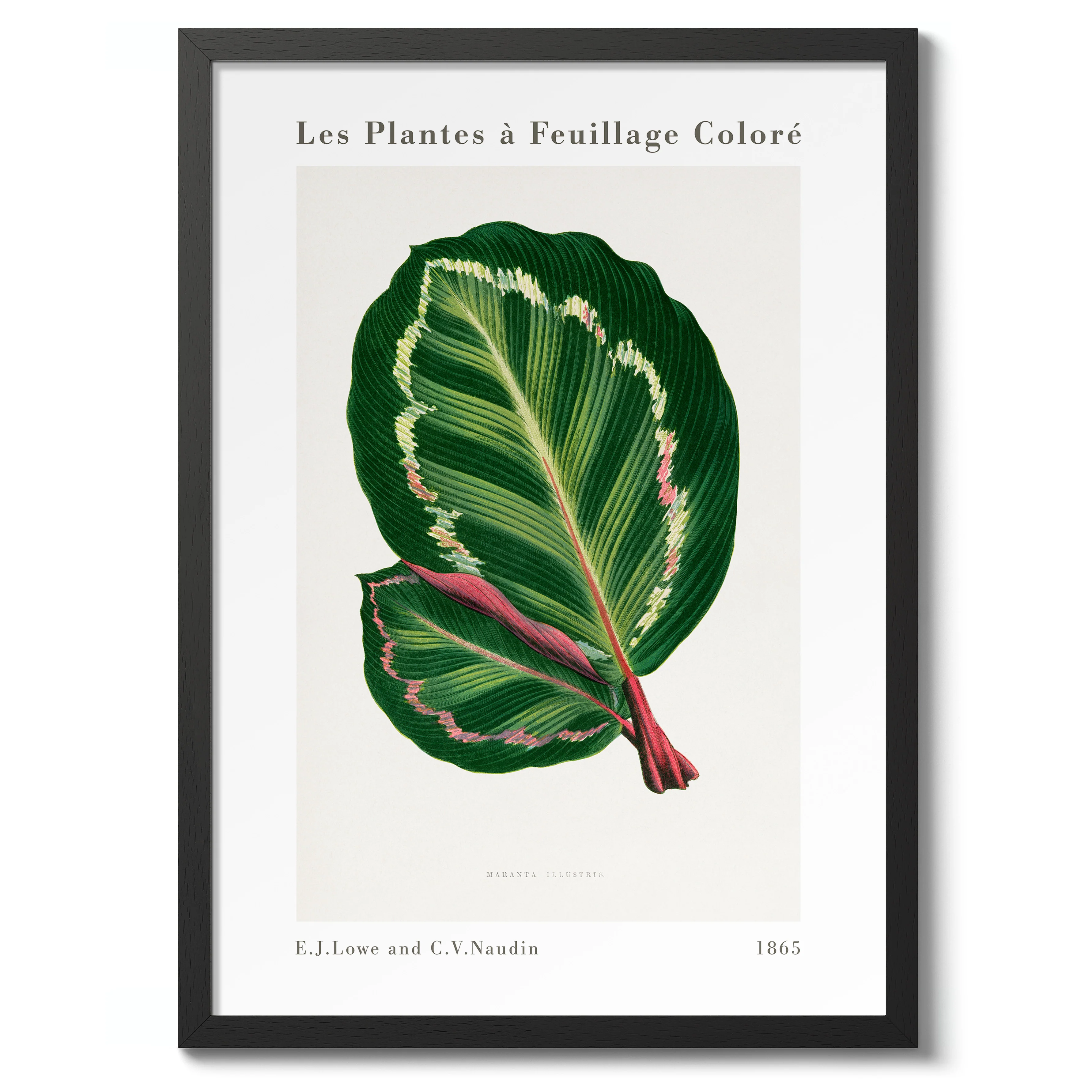 Green Maranta Illustris - Image 2