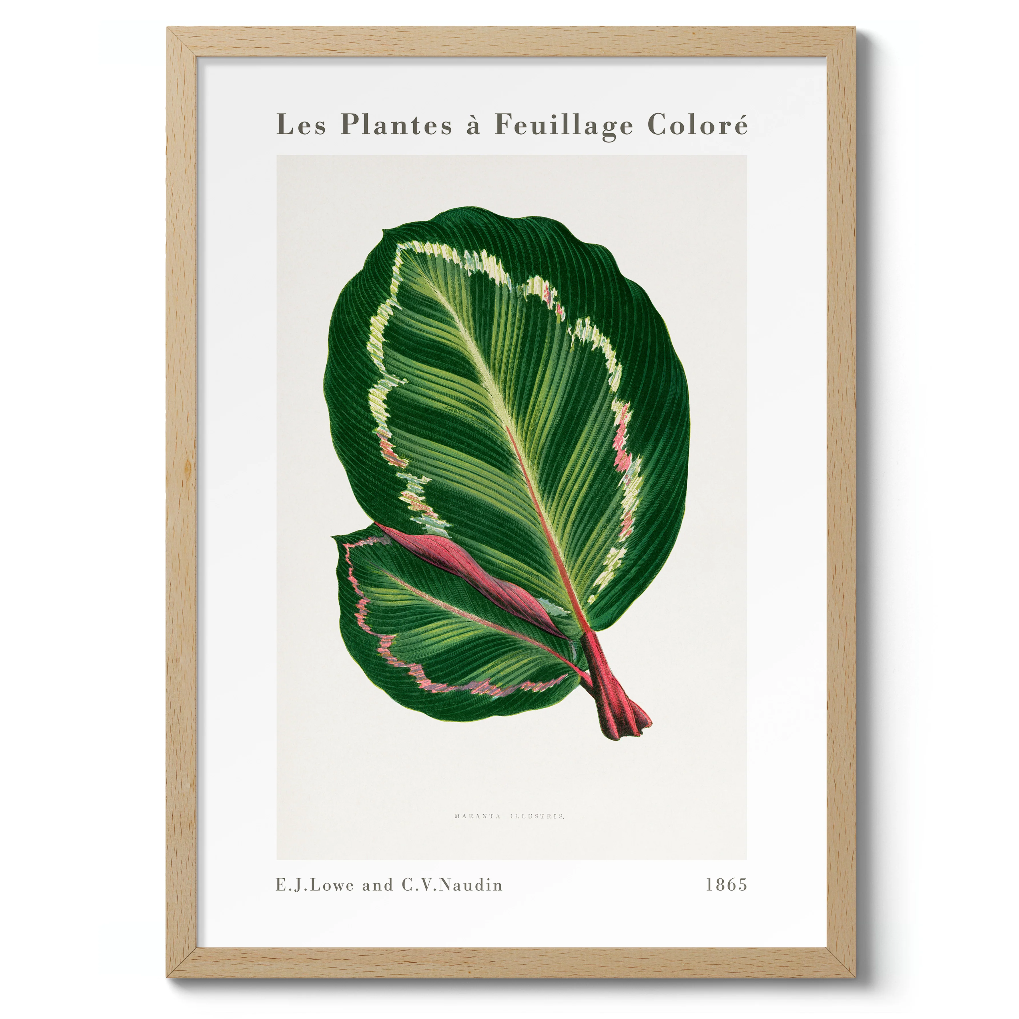 Green Maranta Illustris - Image 3