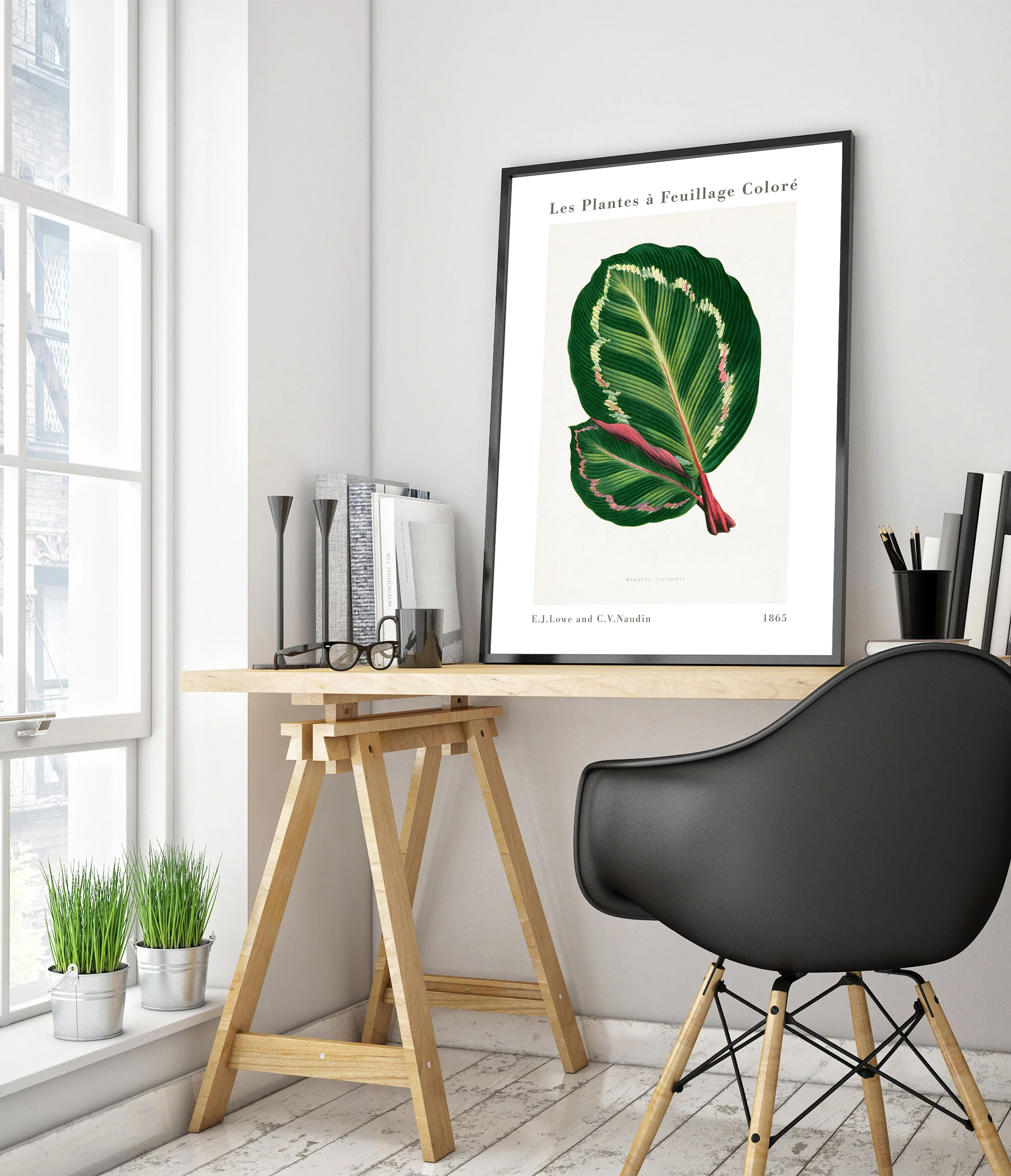 Green Maranta Illustris - Image 5