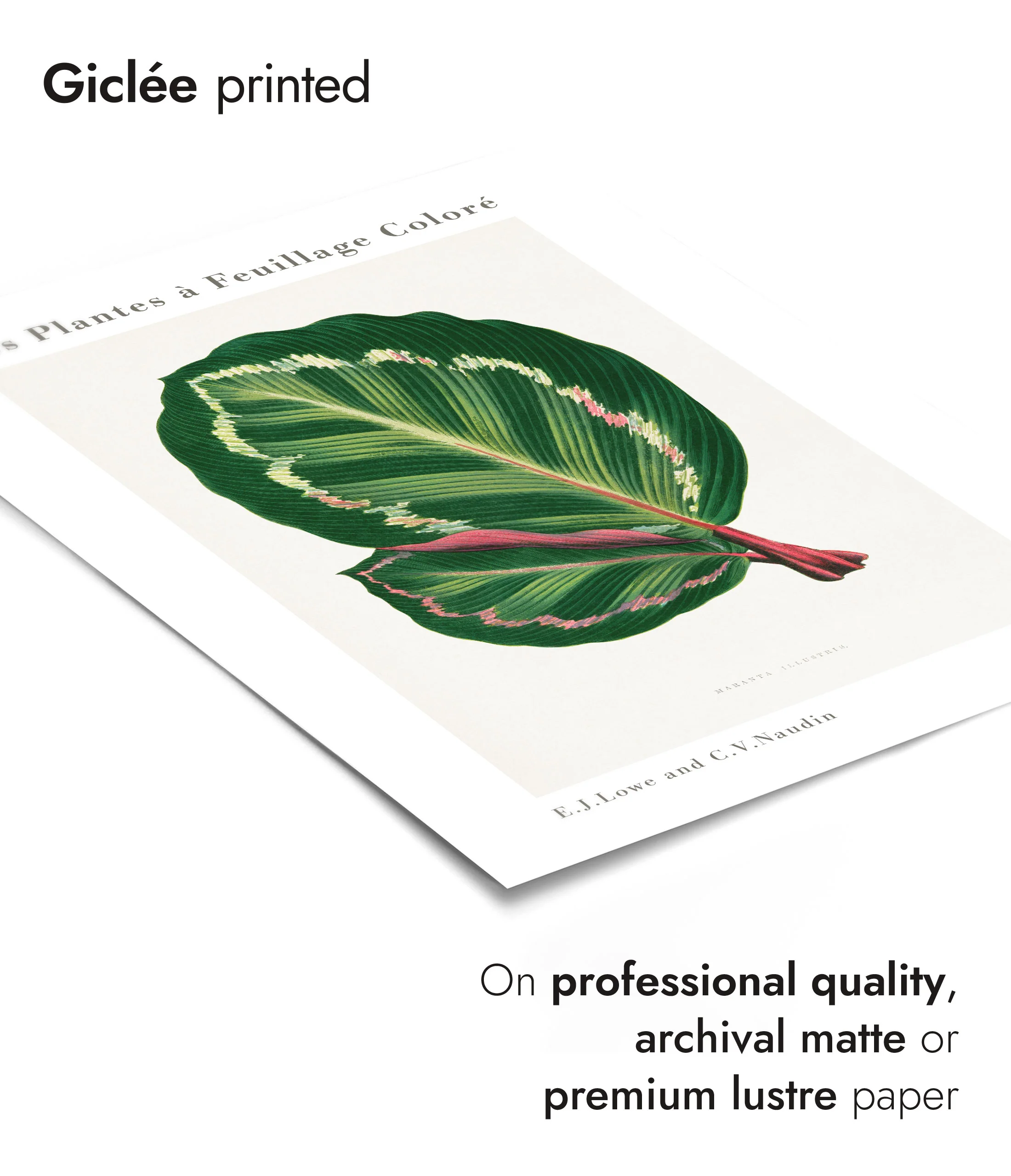 Green Maranta Illustris - Image 6