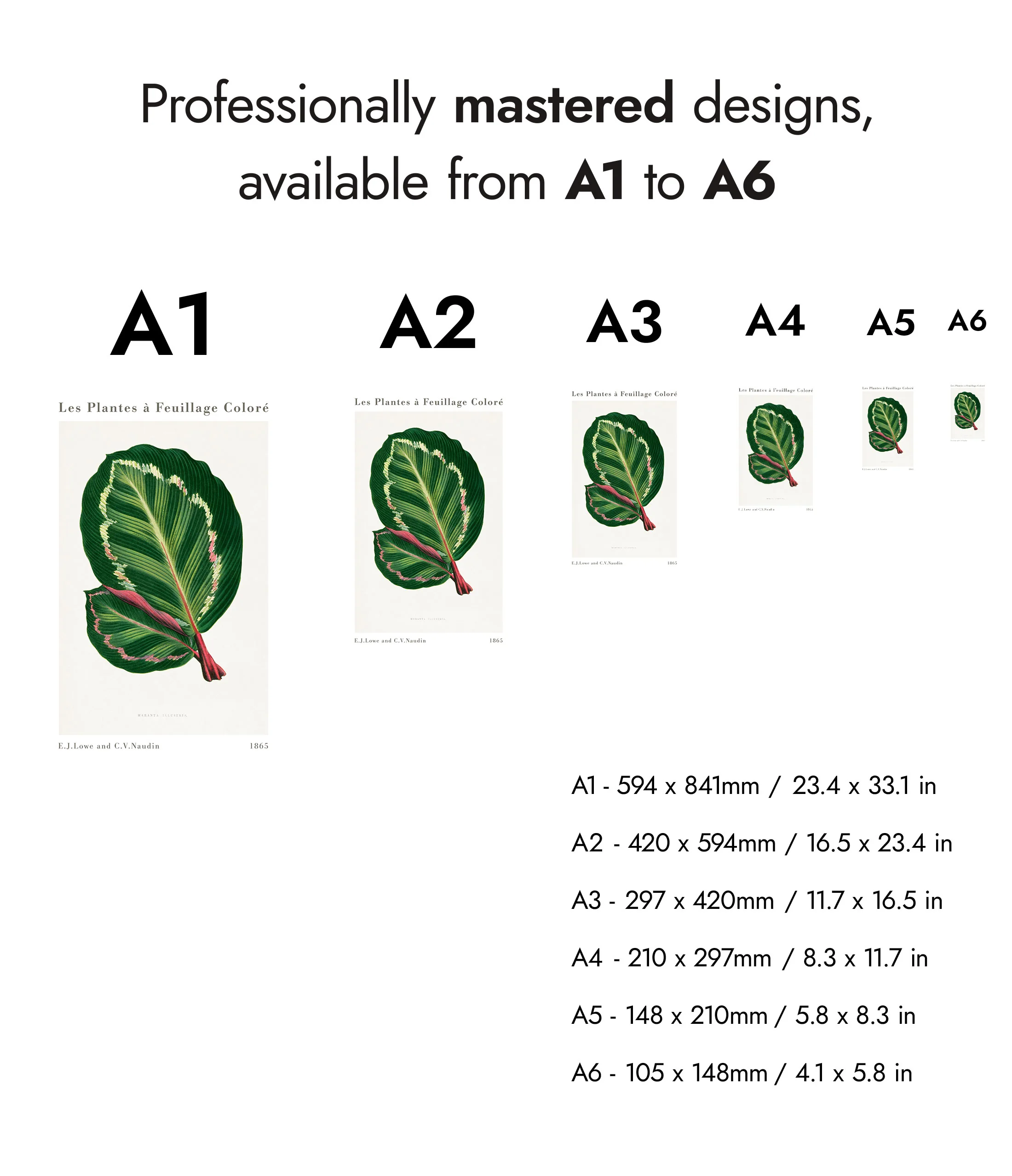 Green Maranta Illustris - Image 8