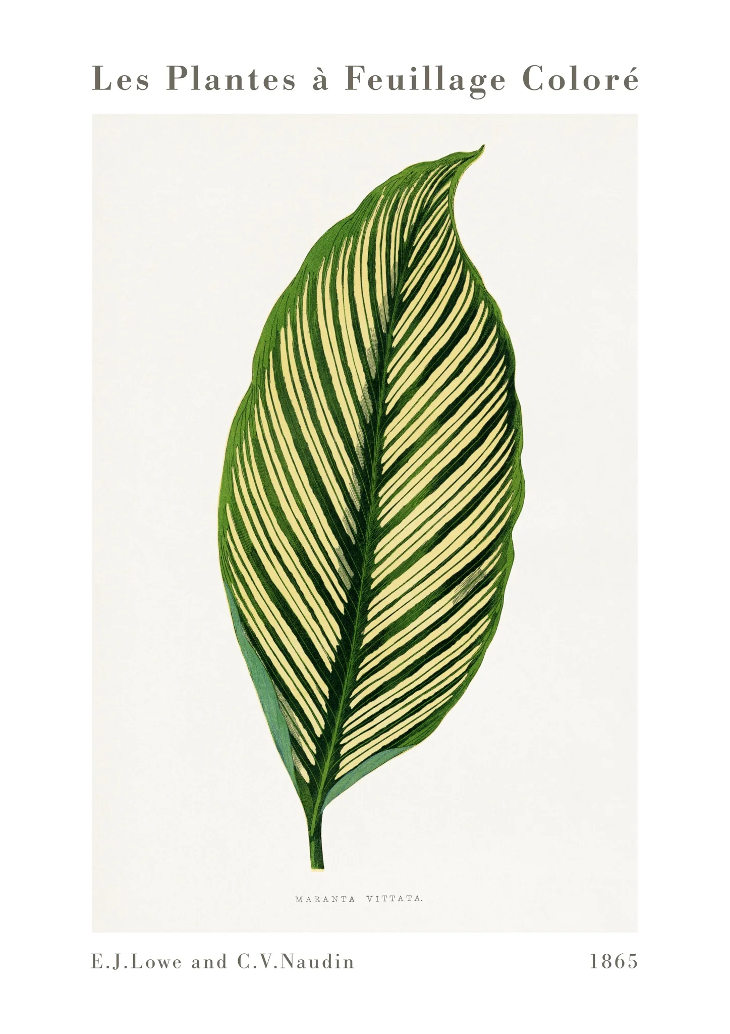 Green Maranta Vittata