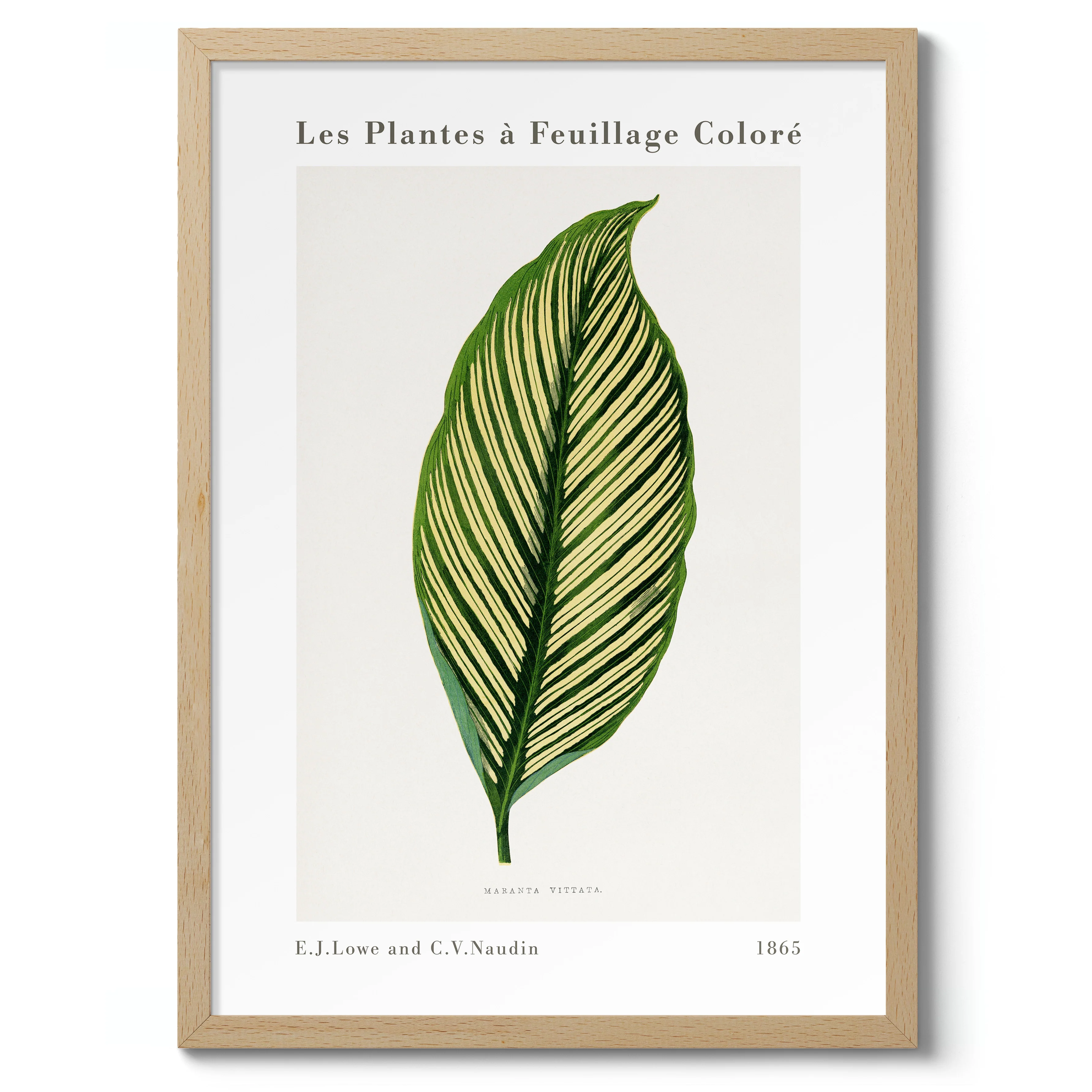 Green Maranta Vittata - Image 3