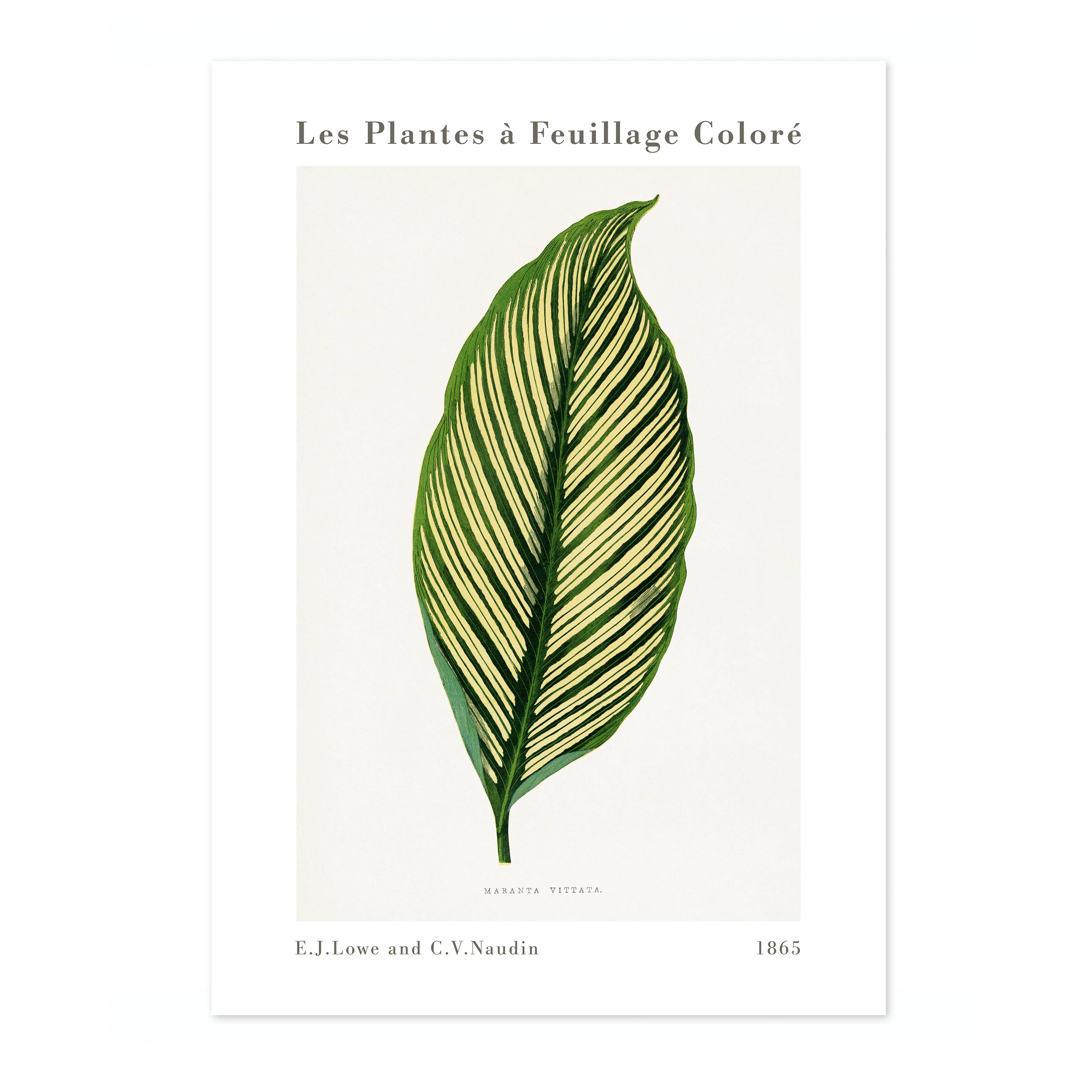 Green Maranta Vittata - Image 4