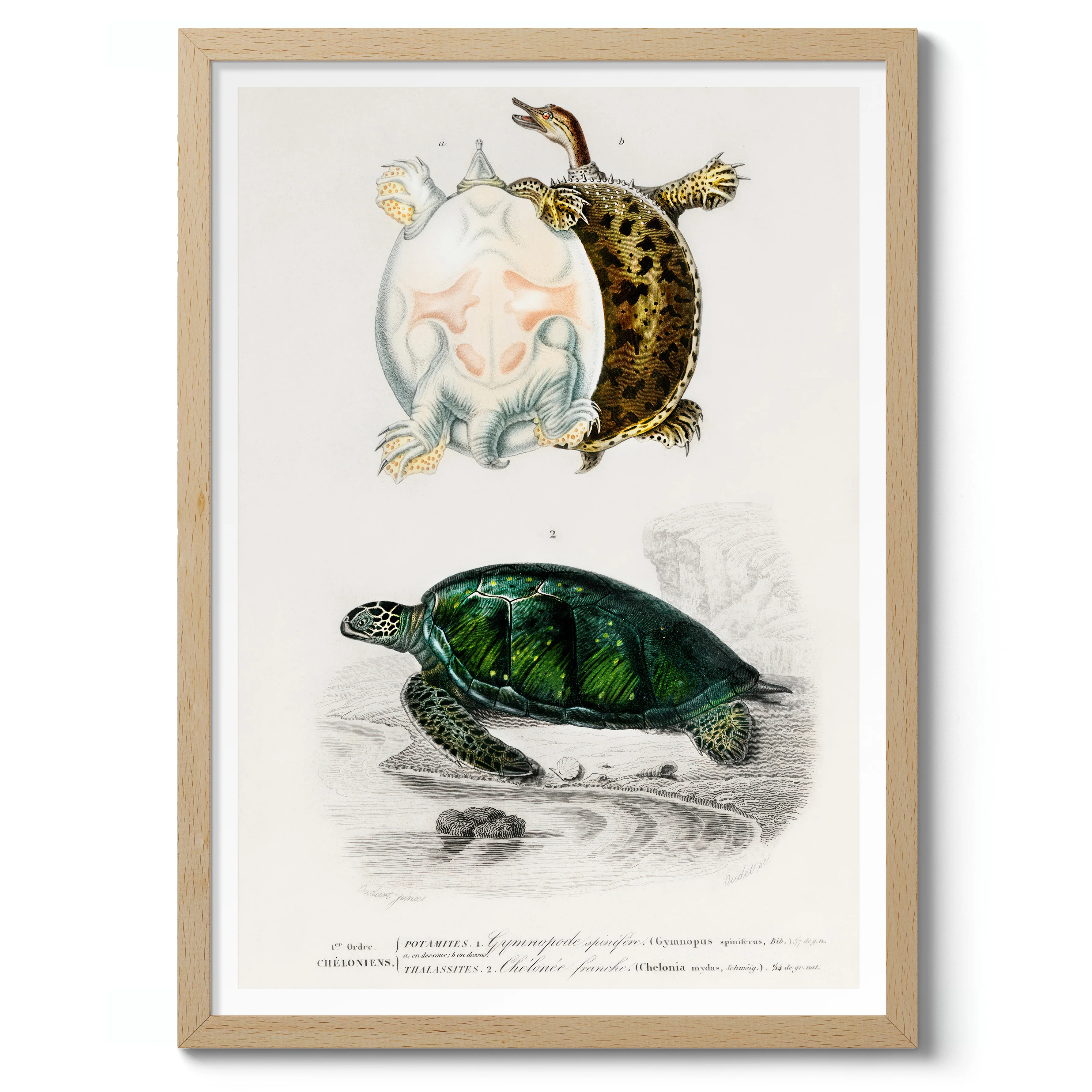 Green Sea Turtle - Image 3