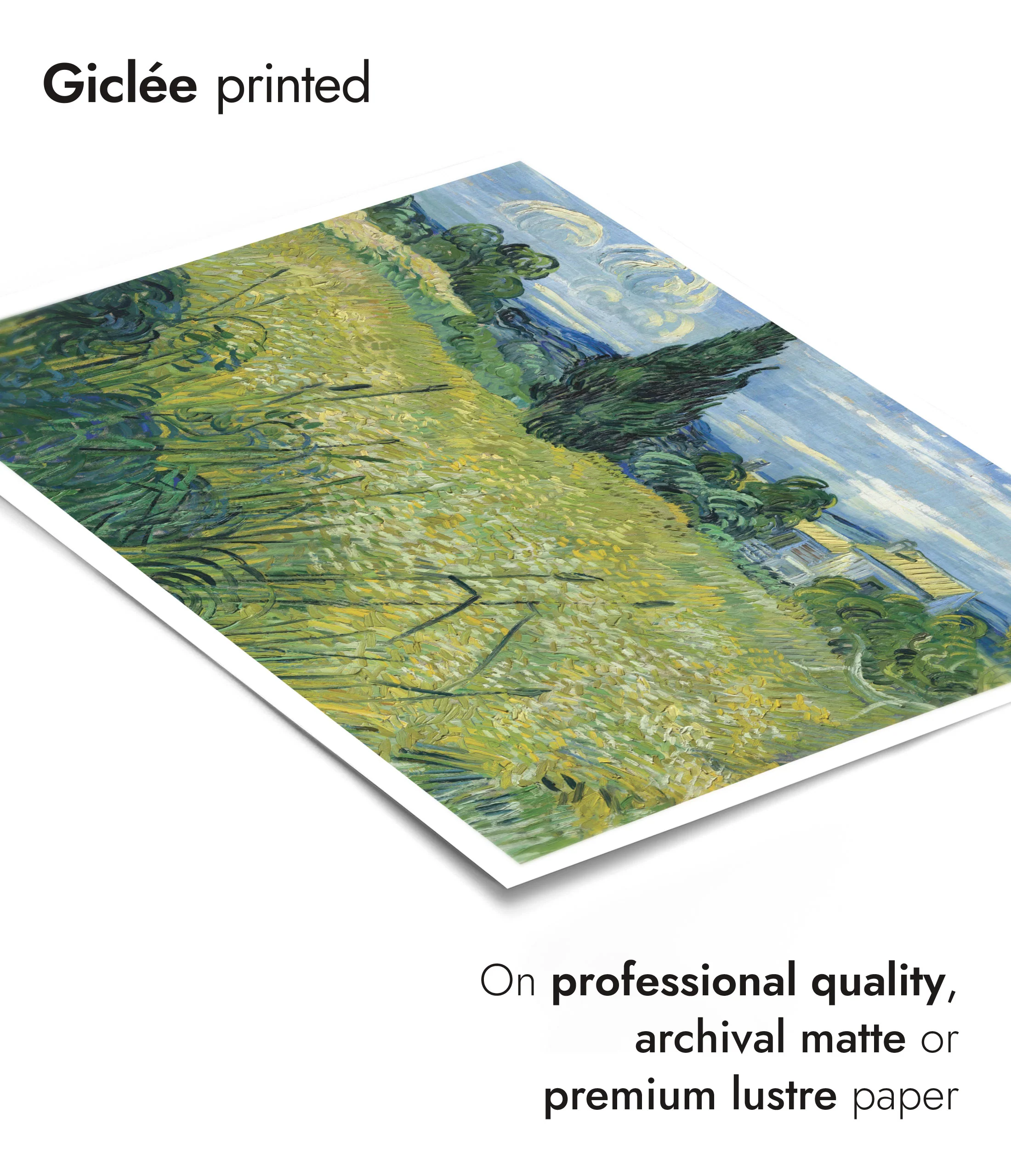 Green Wheat - Image 6