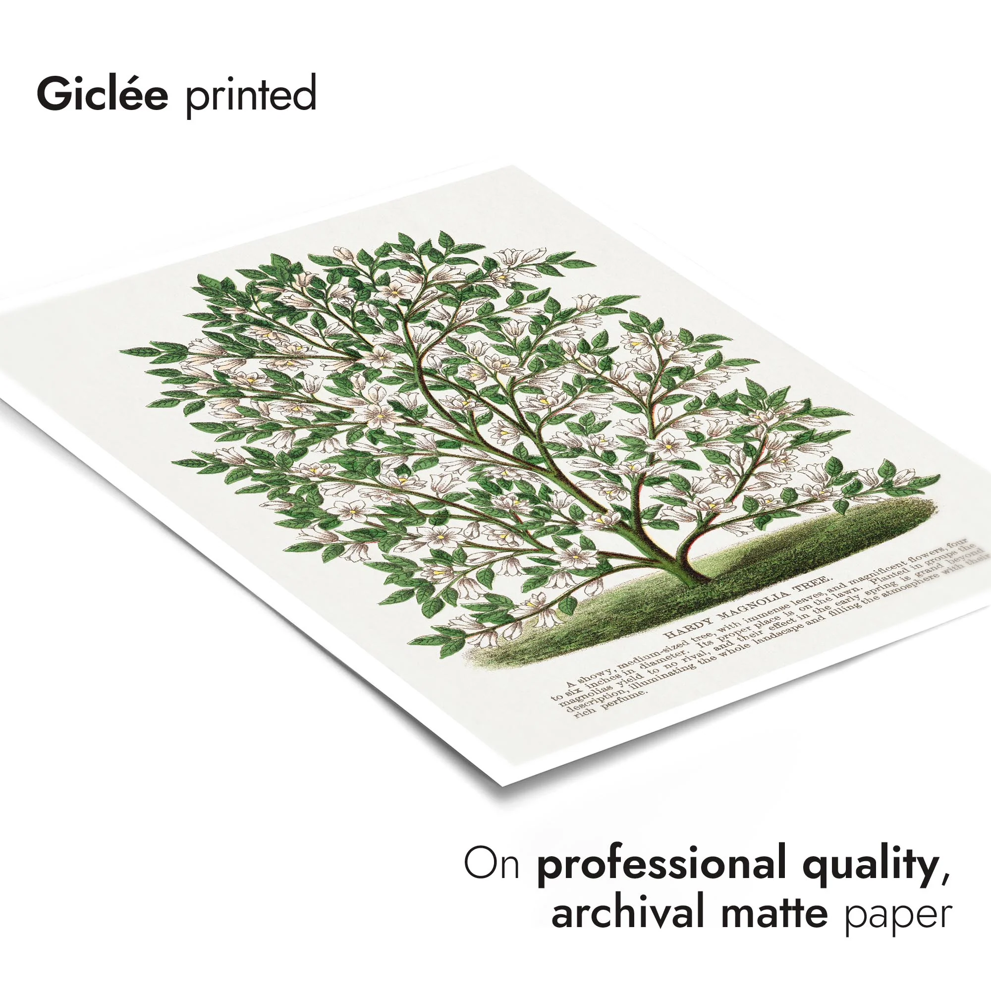 Hardy Magnolia - Image 6
