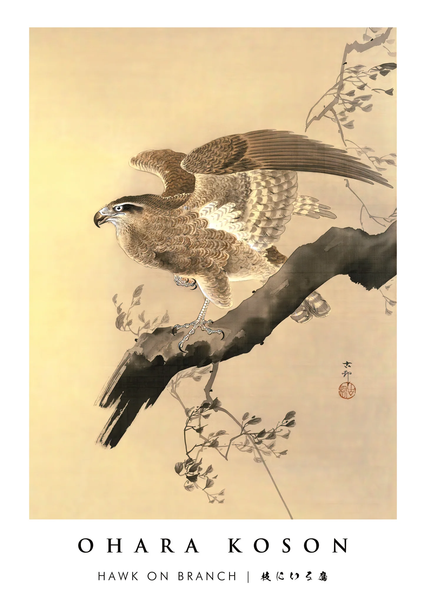 Hawk on Branch