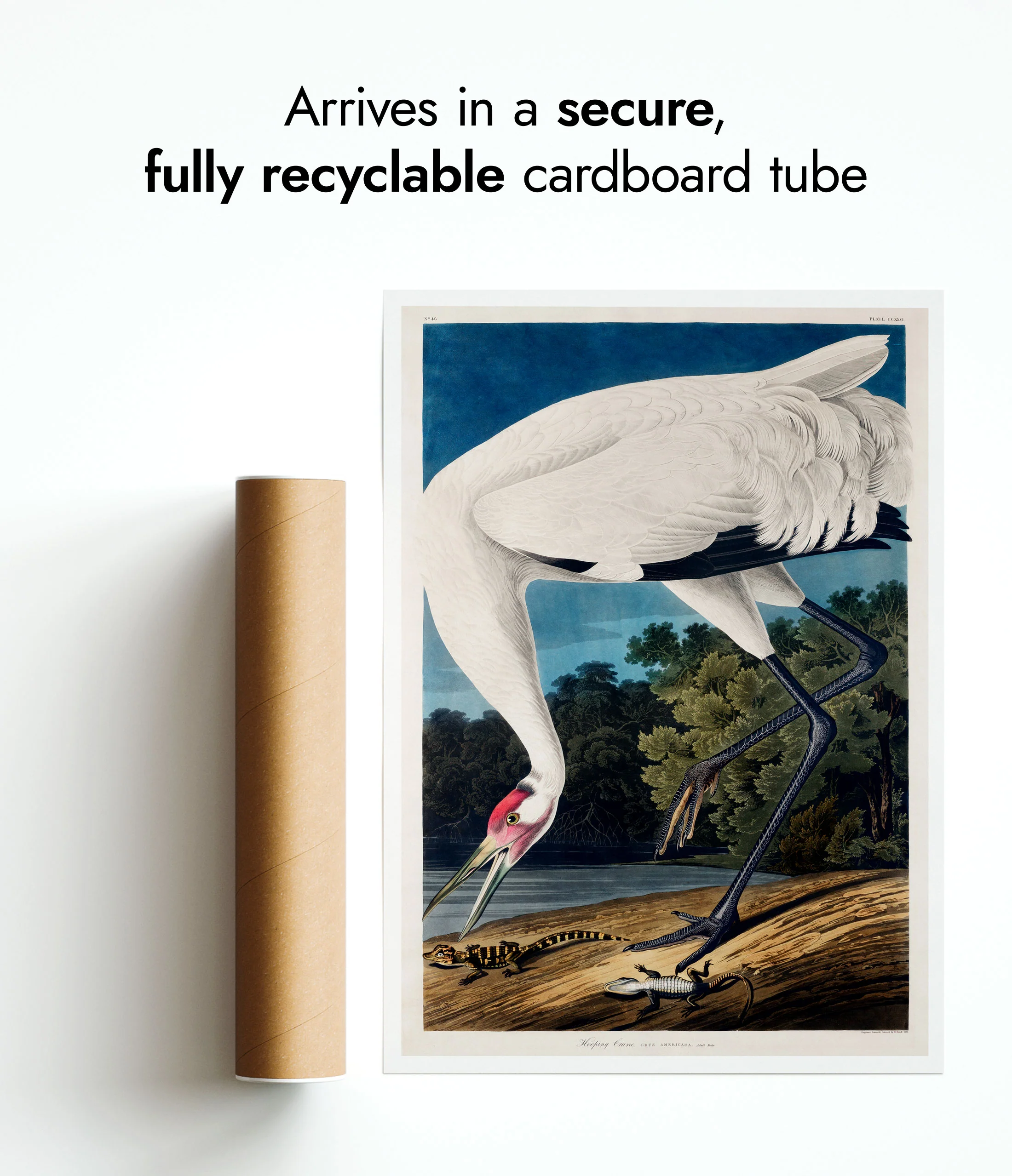 Hooping Crane - Image 9